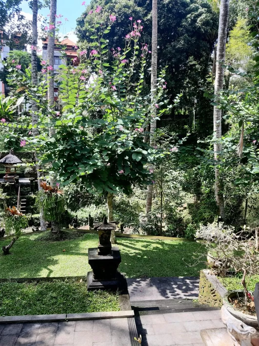 Garden view in Nick's Pension