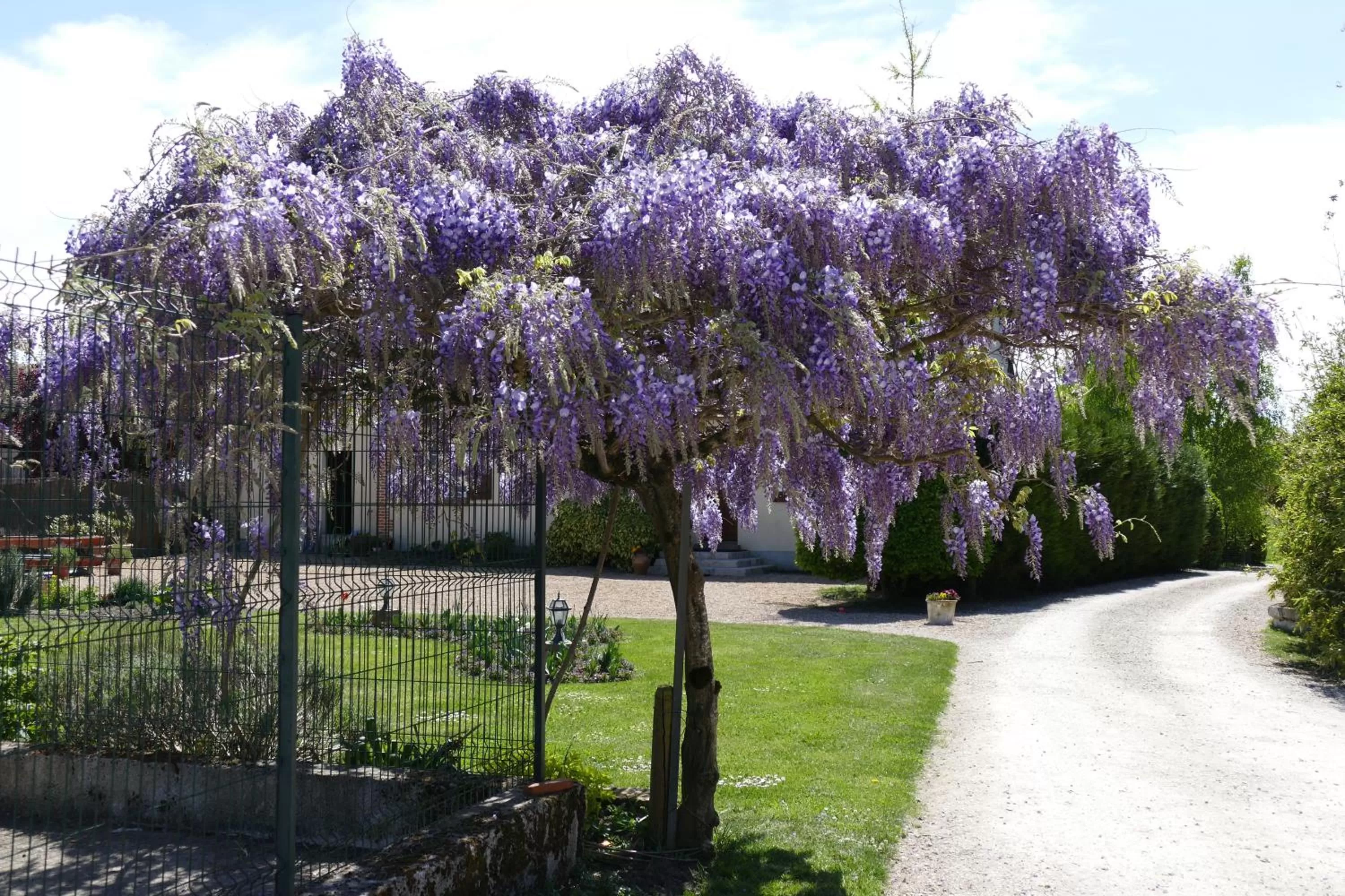 Garden in Le Clos des Perraudières