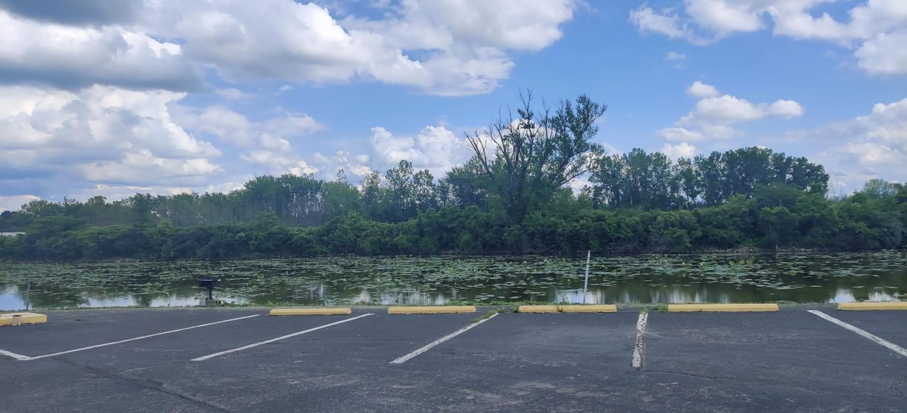 Natural landscape in Cedar Cove