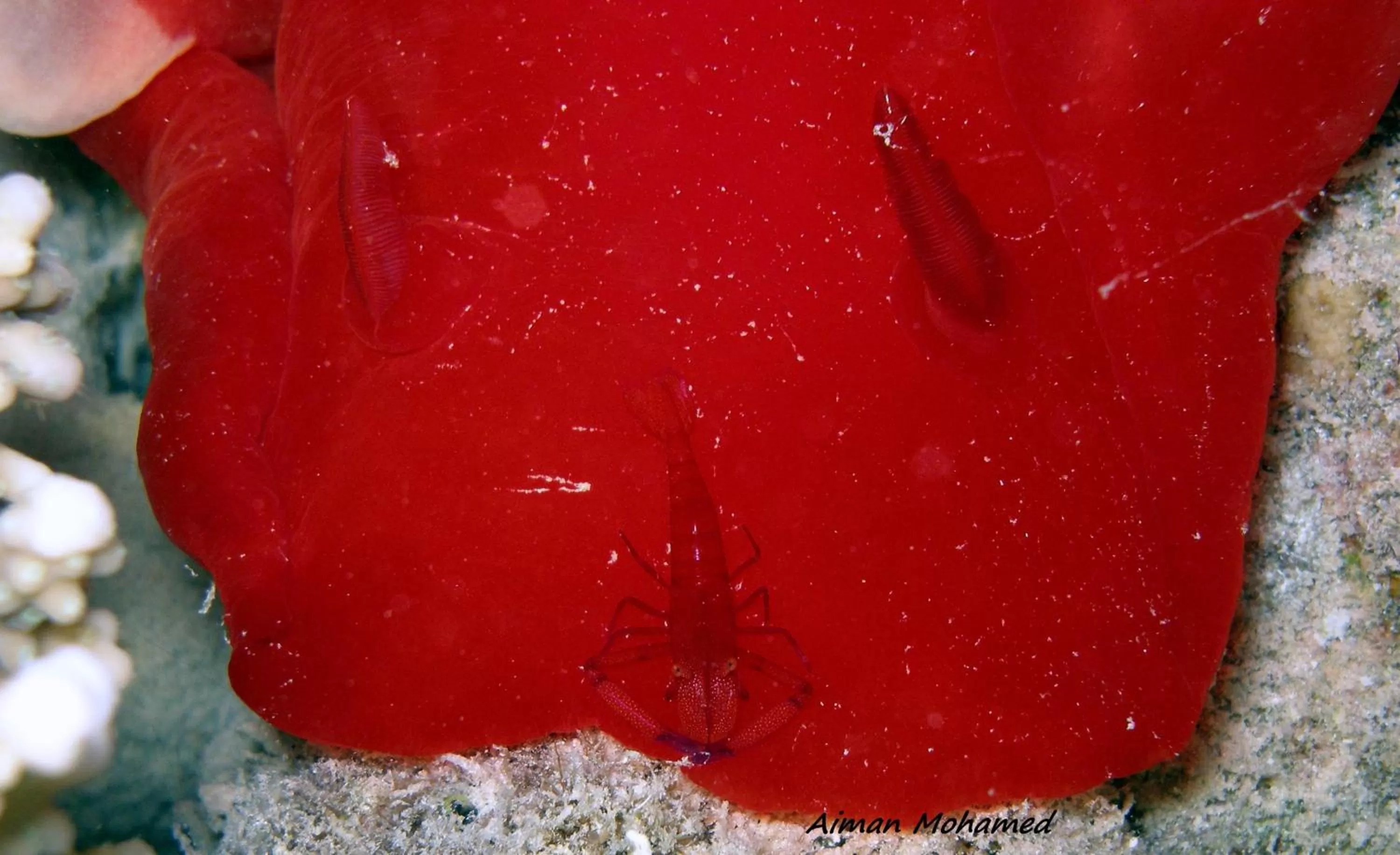 Snorkeling in Coral Sun Beach