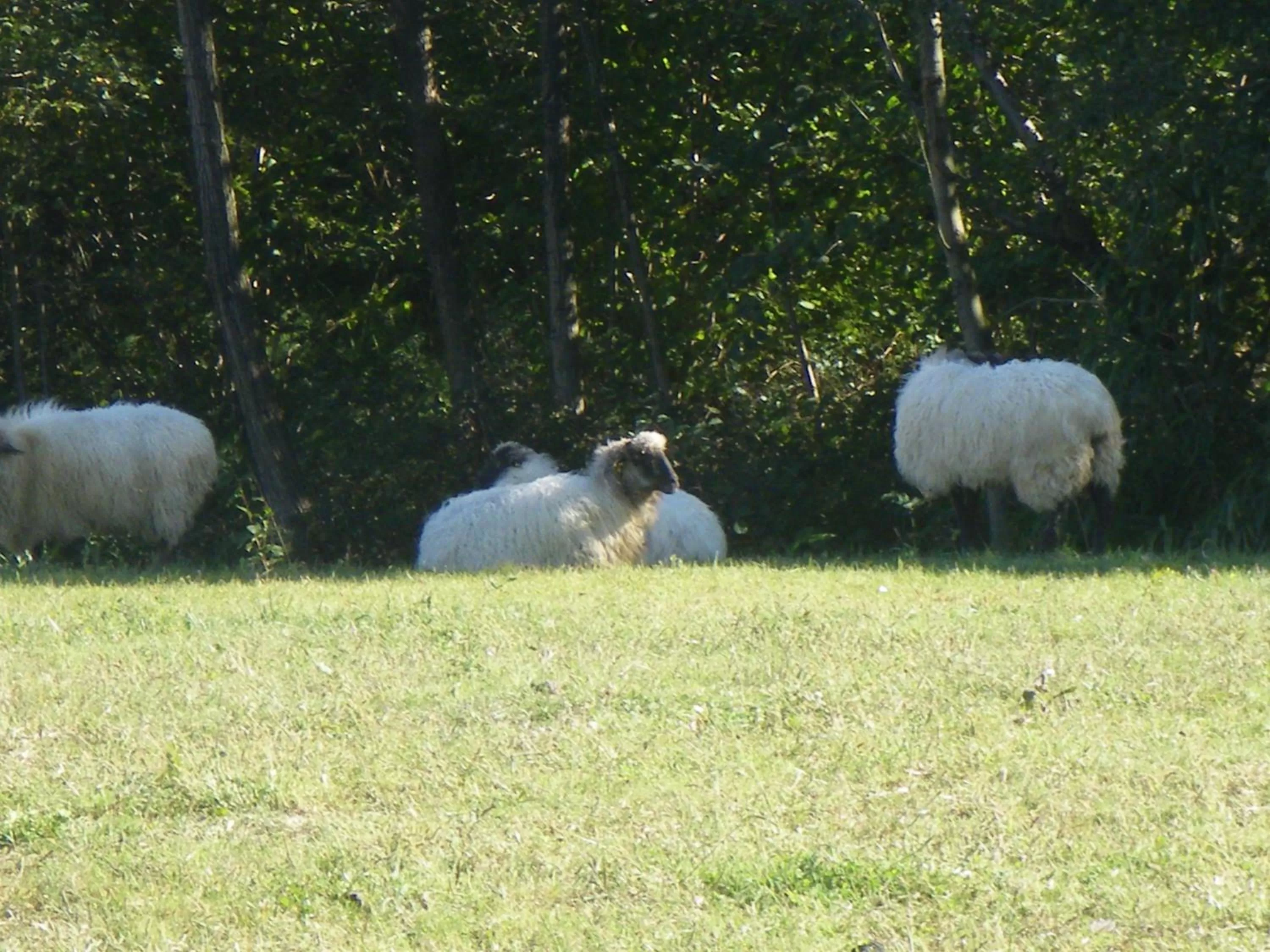 Animals in Hotel Matsa B&B