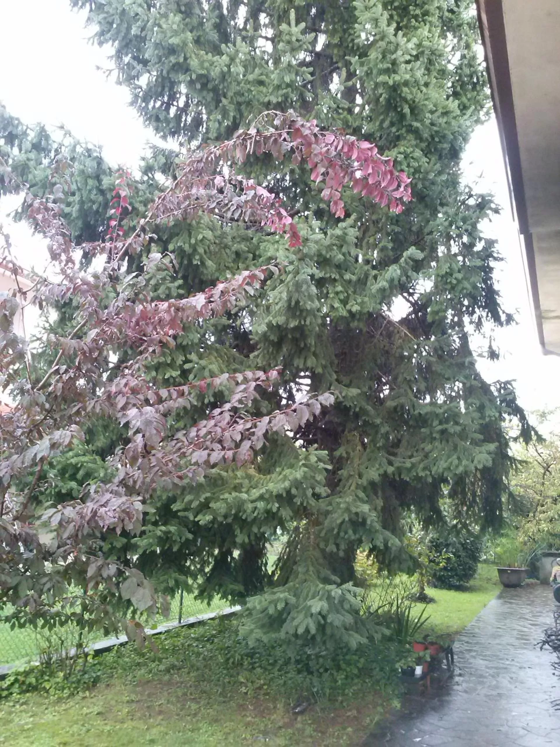 Garden in Casa Irene