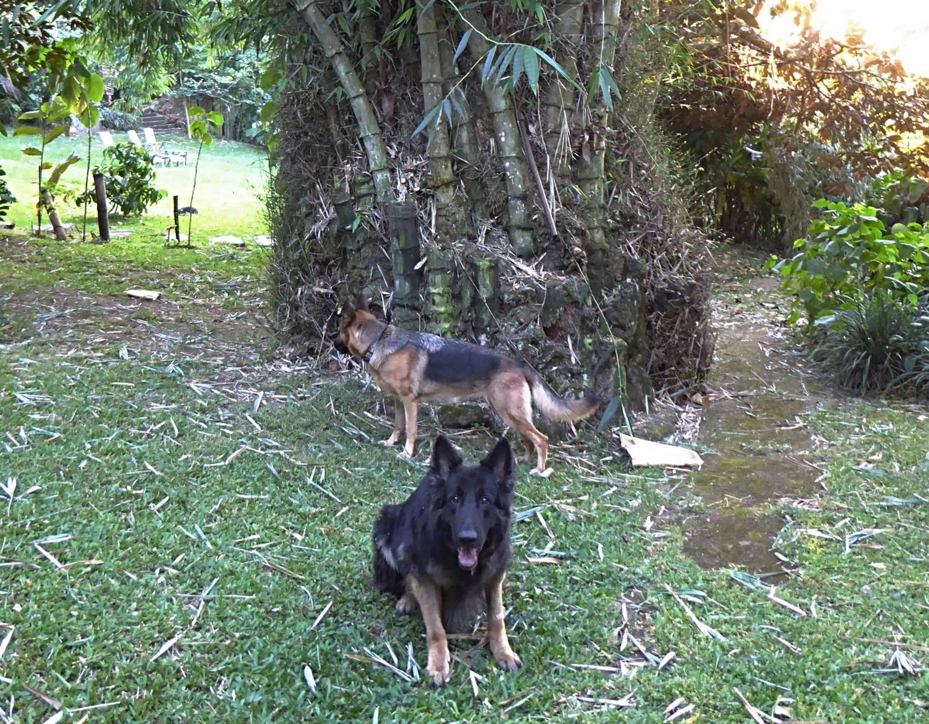 Garden, Pets in Pura Vida Hotel