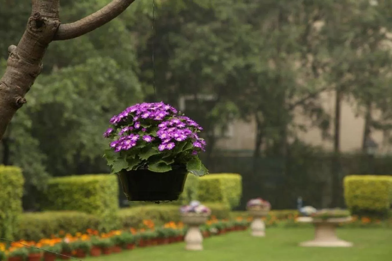 Spring in Taj Palace, New Delhi