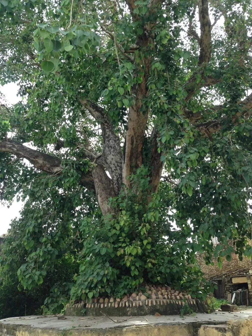 Garden in Haveli Elephant Stable