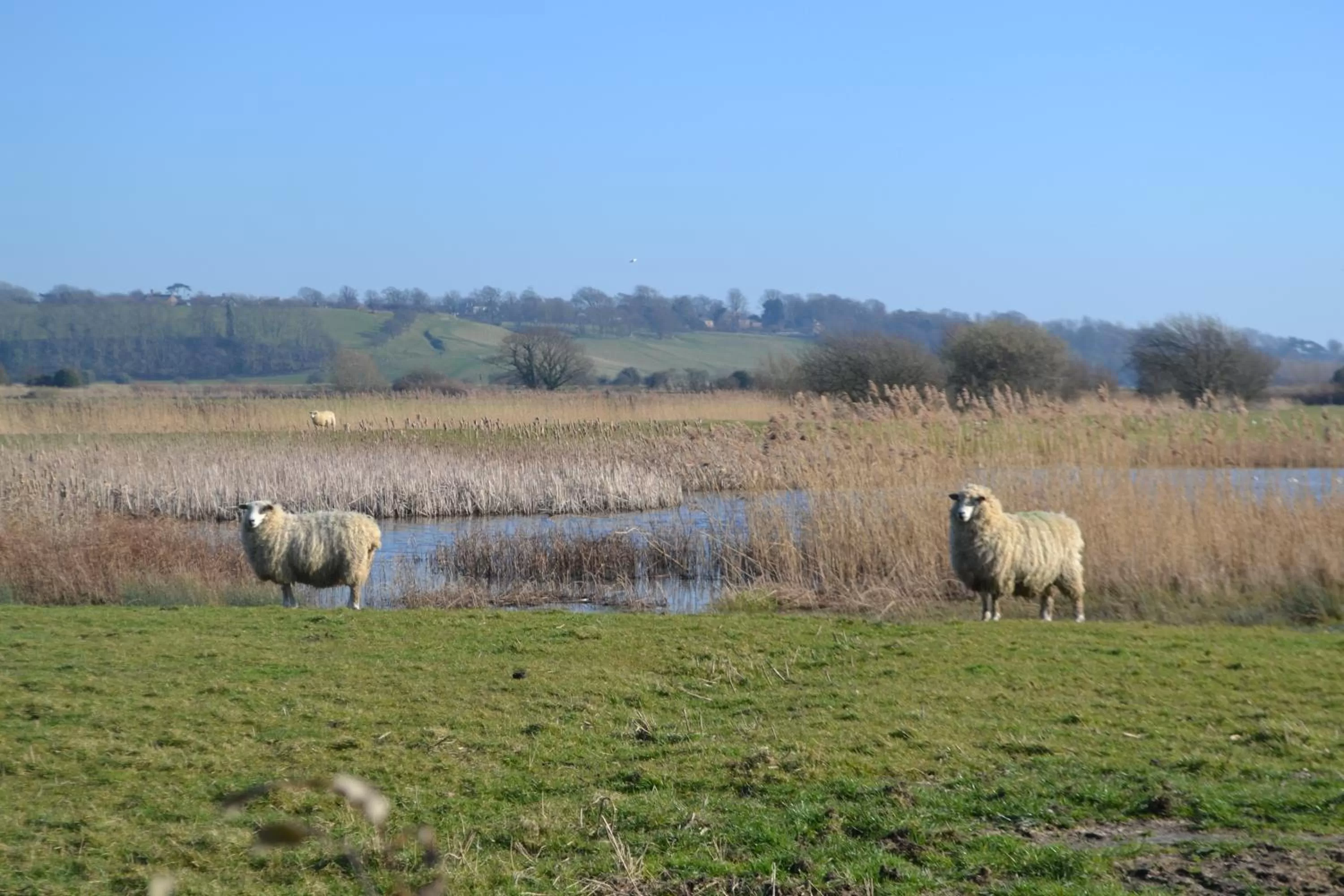 Area and facilities in Mermaid Inn