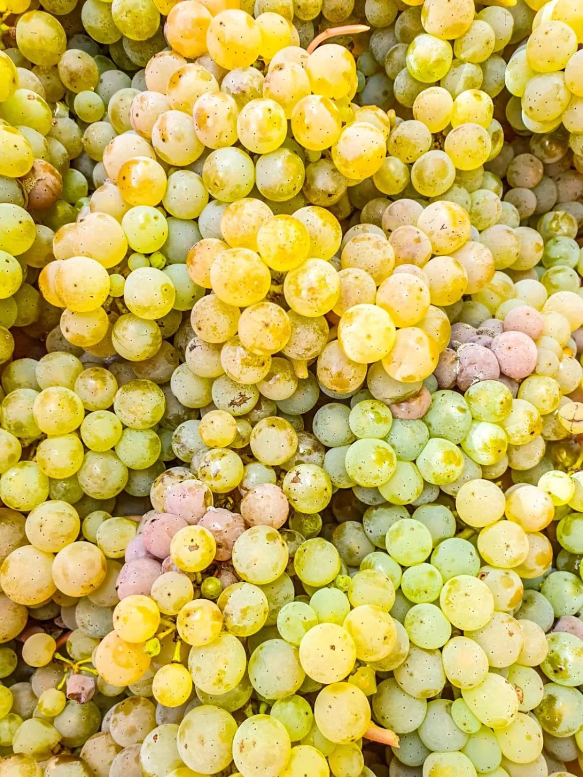 Natural landscape in Moselhaus Weiskopf
