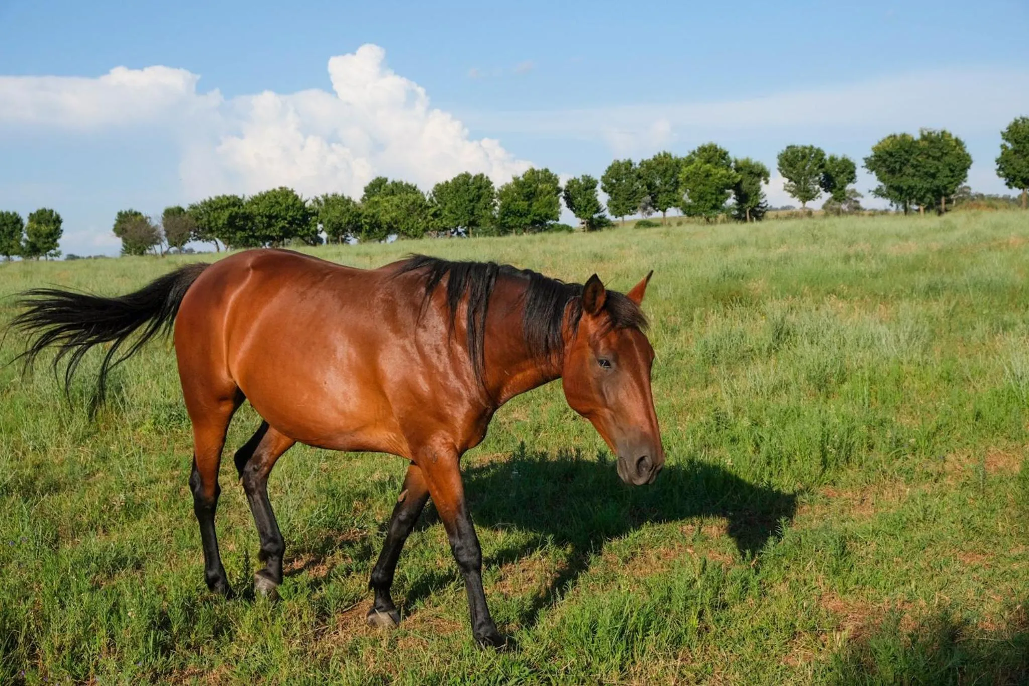 Animals in Owl Head Lodge