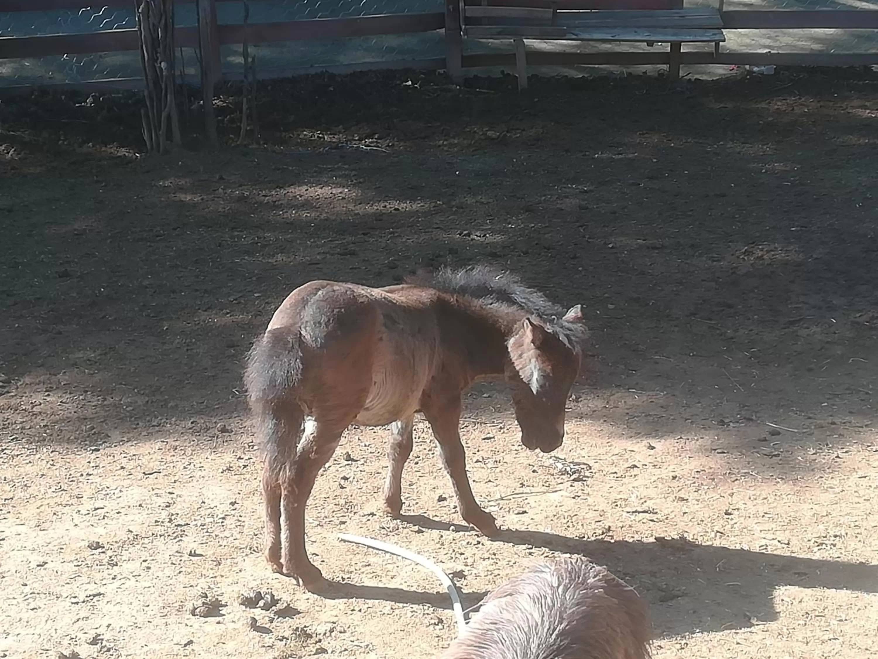 Animals in Etno selo Vile Jefimija, selo Preobrazenje, Vranje
