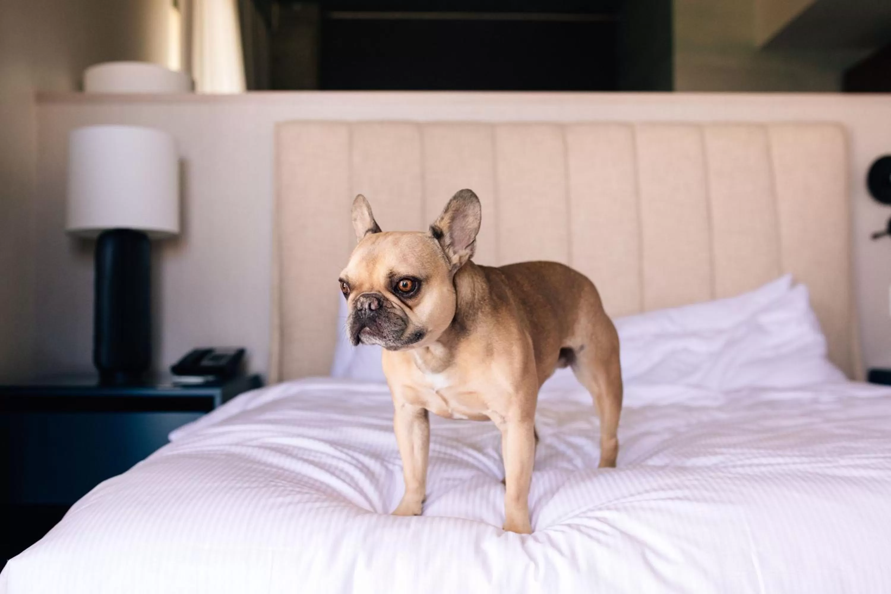 Other, Bed in ADERO Scottsdale Resort, Autograph Collection