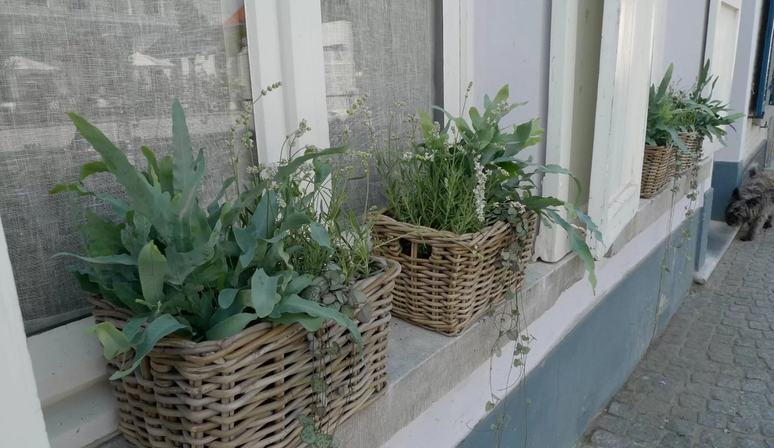 Property building, Patio/Outdoor Area in The Doghouse B&B