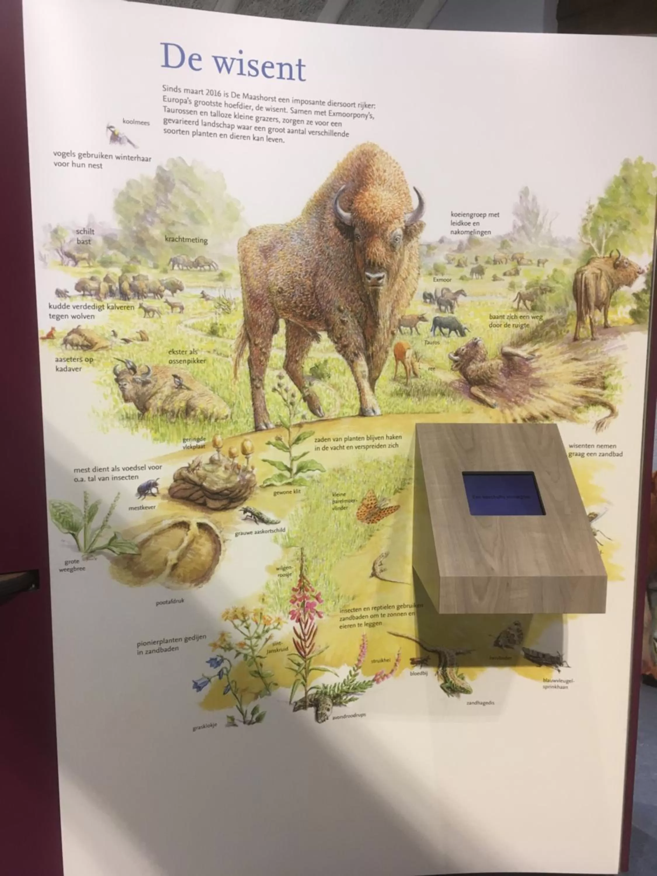 Animals in B&B bij Bedaf