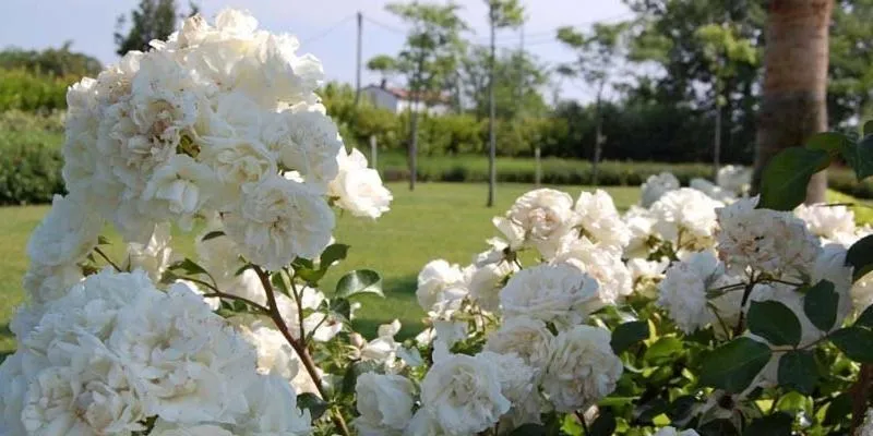 Garden in Hotel Altamira