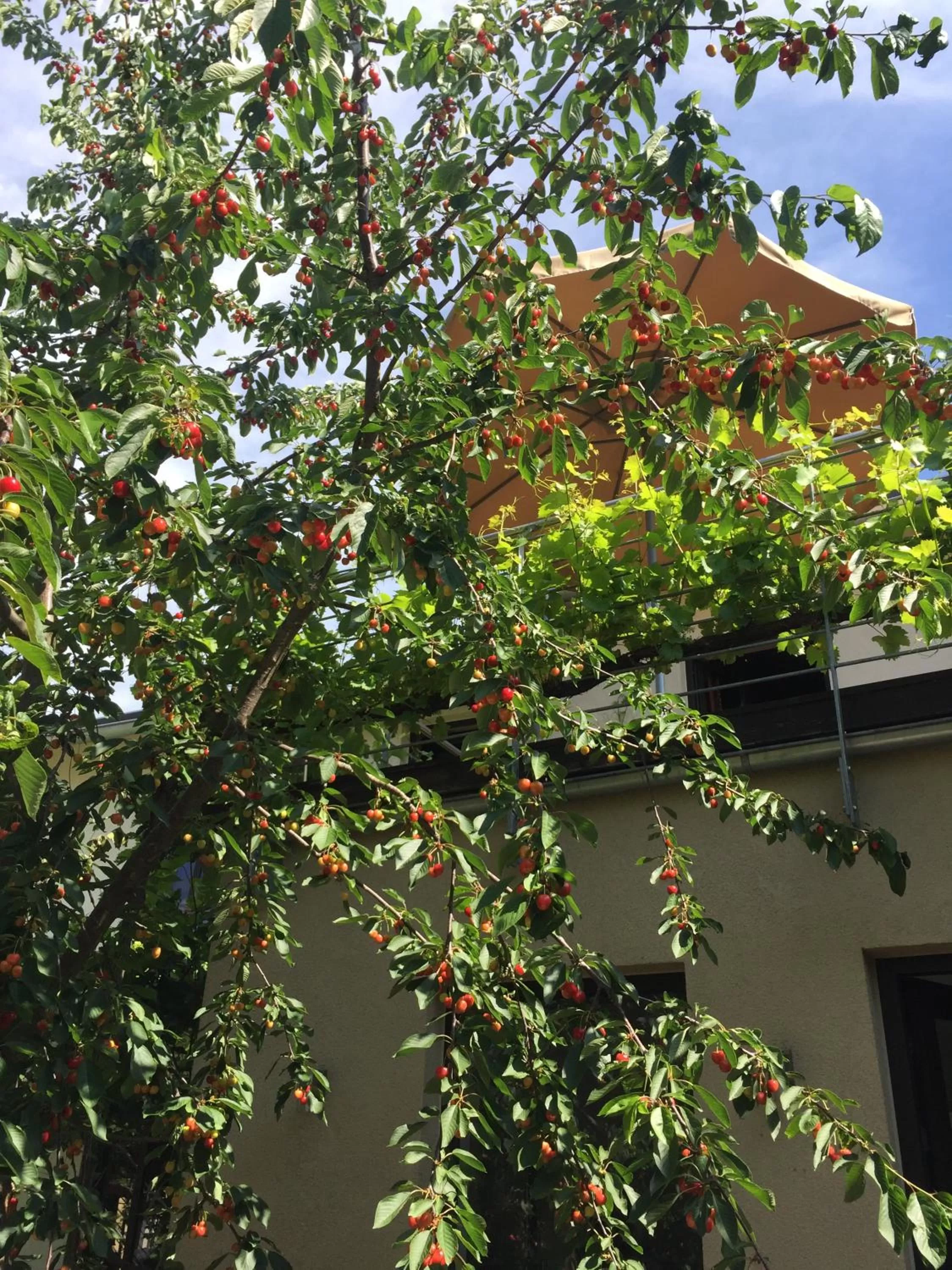 Summer in Jugendstil-Hof