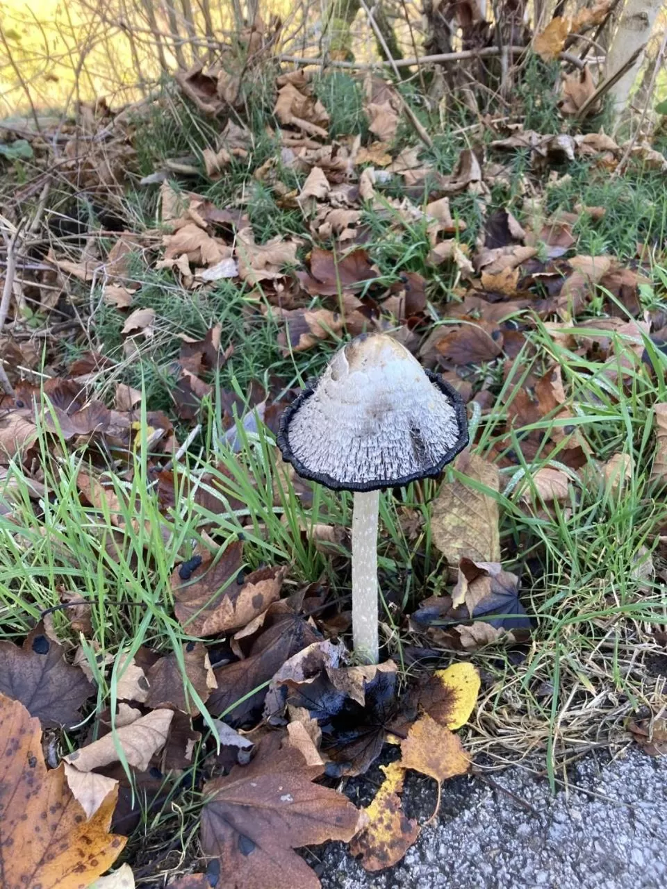 Spring in Bed & Breakfast Weisser Stein