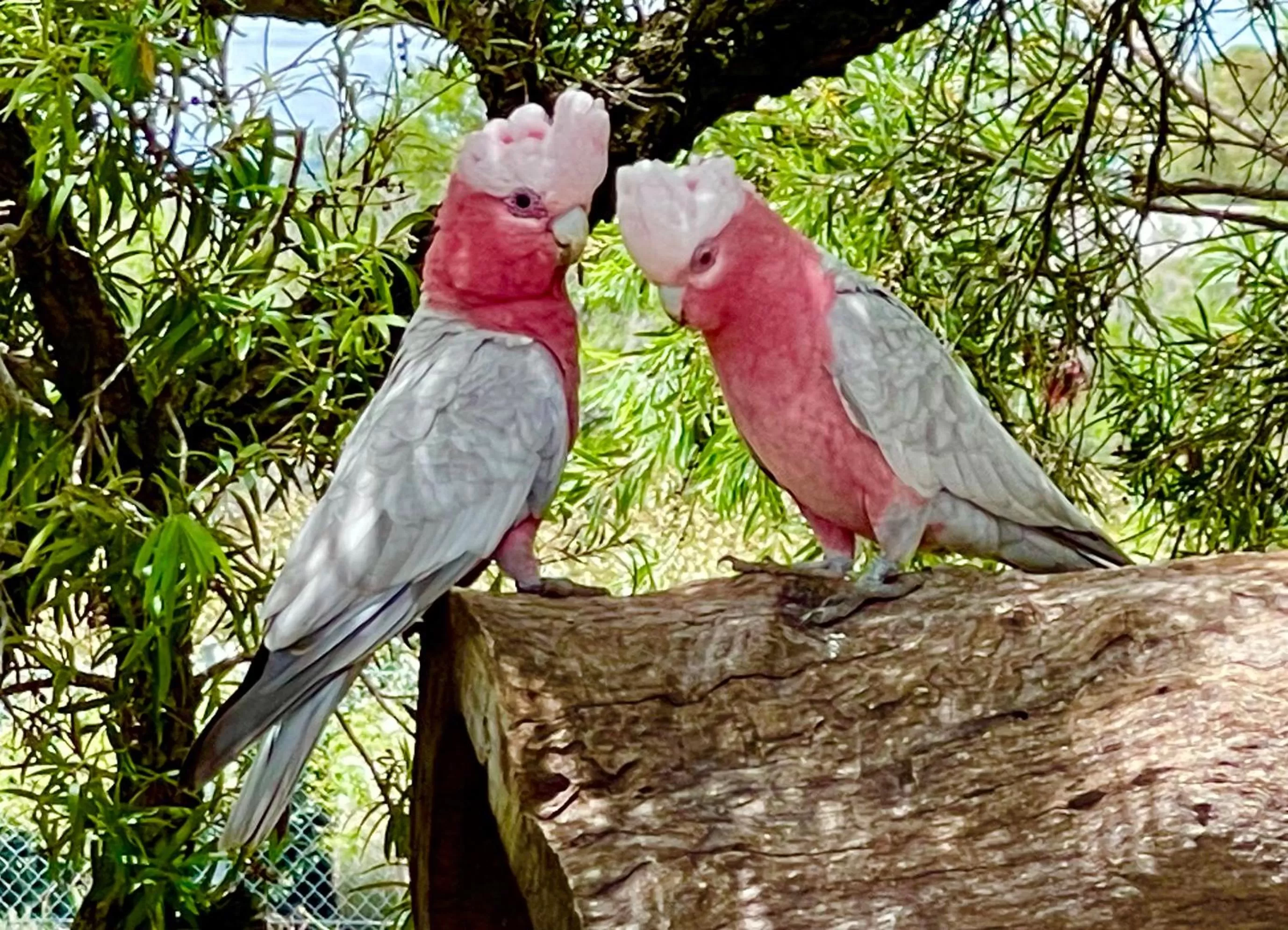 Garden in Quirindi Sunflower Motor Inn
