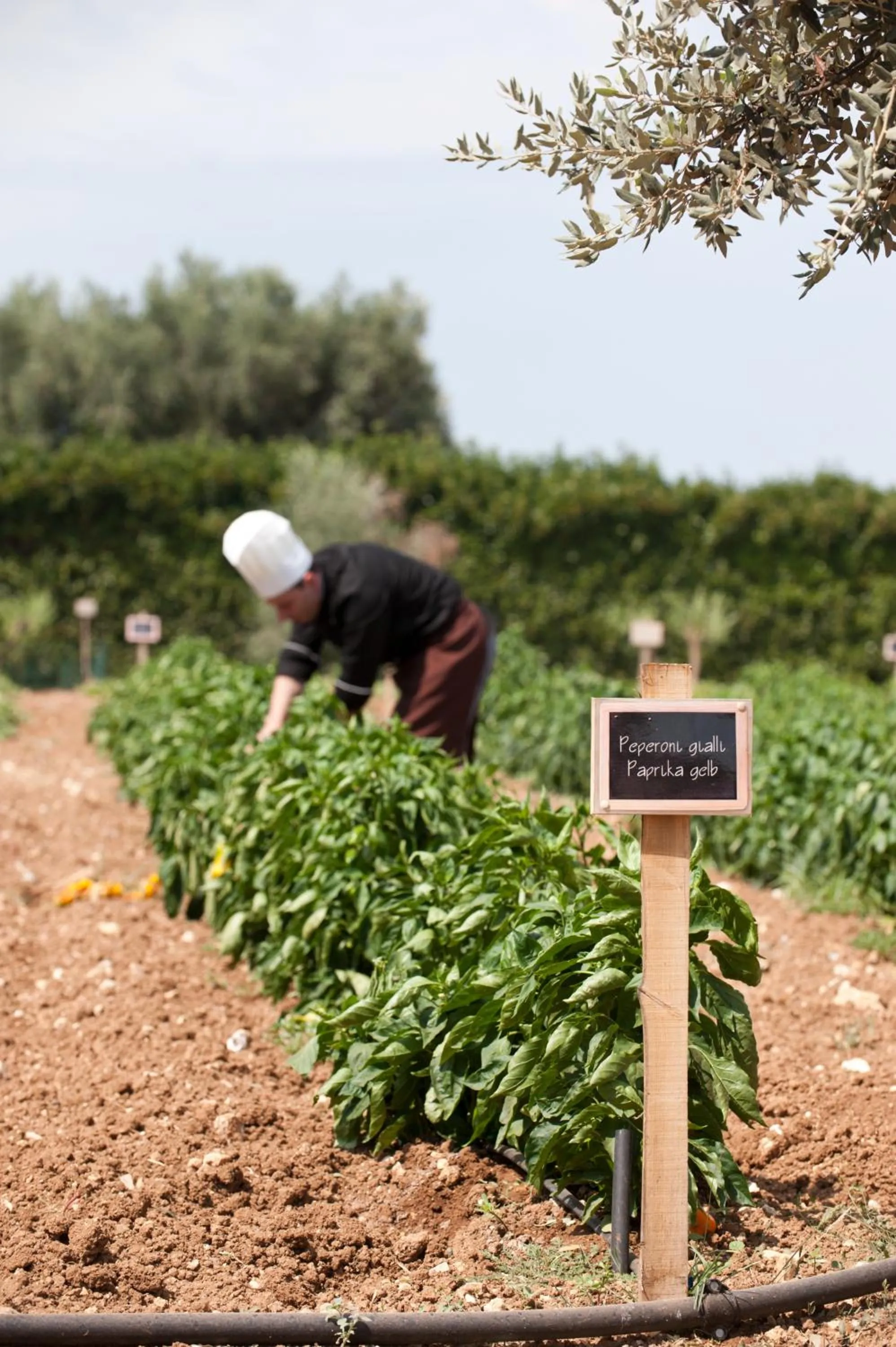 Garden in Tenuta Moreno