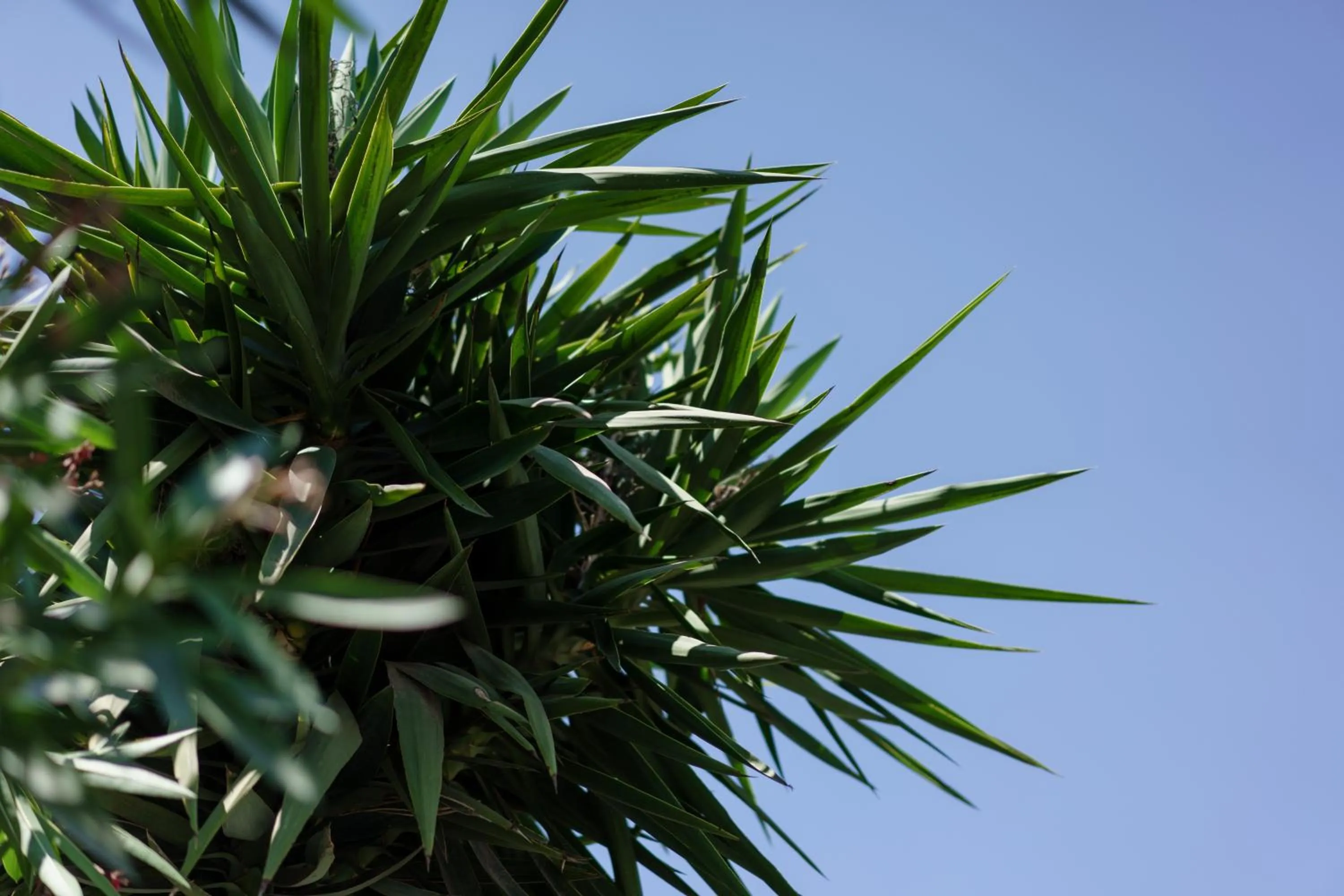 Garden in Costa Maya Bodrum