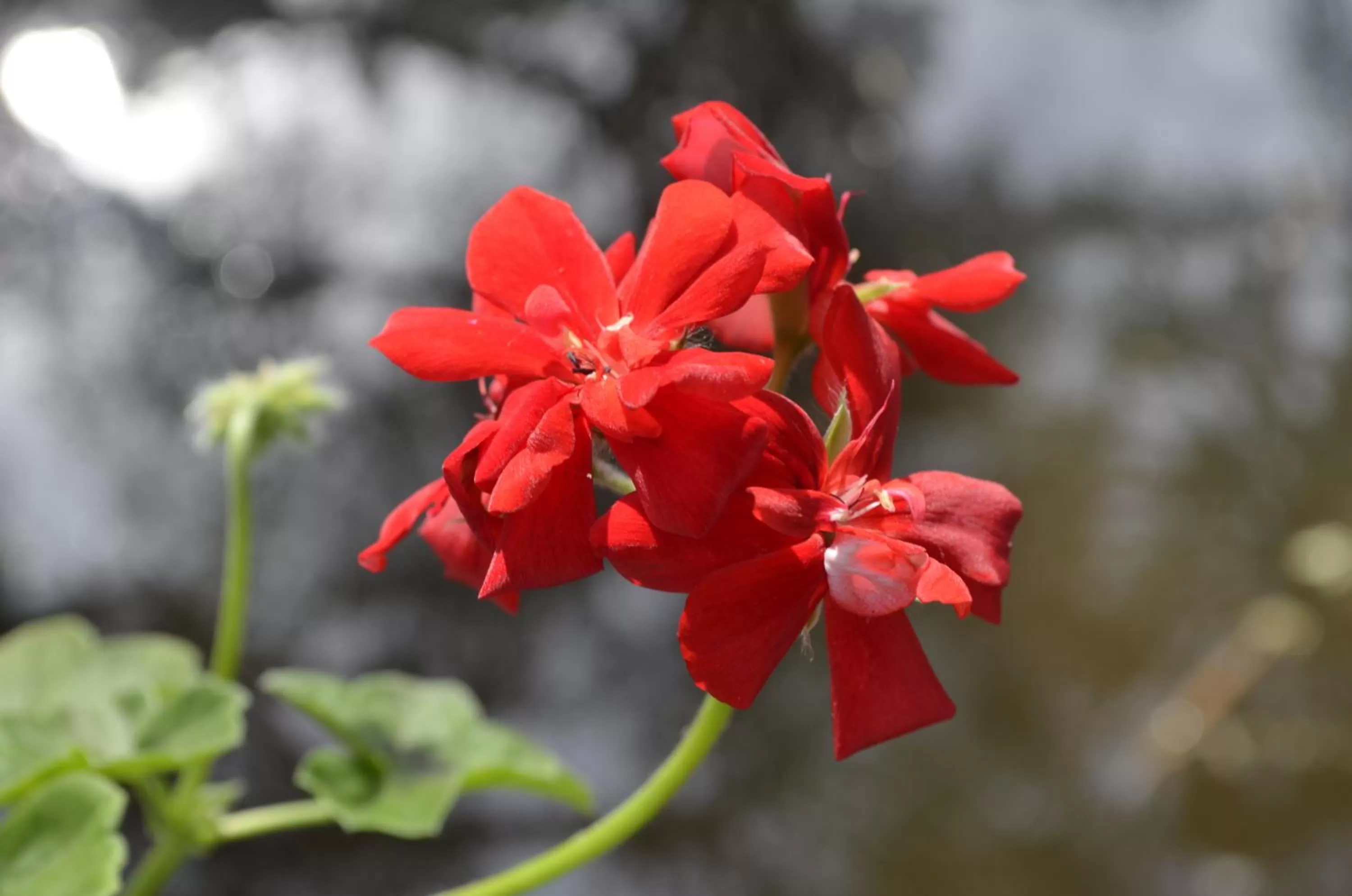 Garden view in Pousada Toca Da Coruja