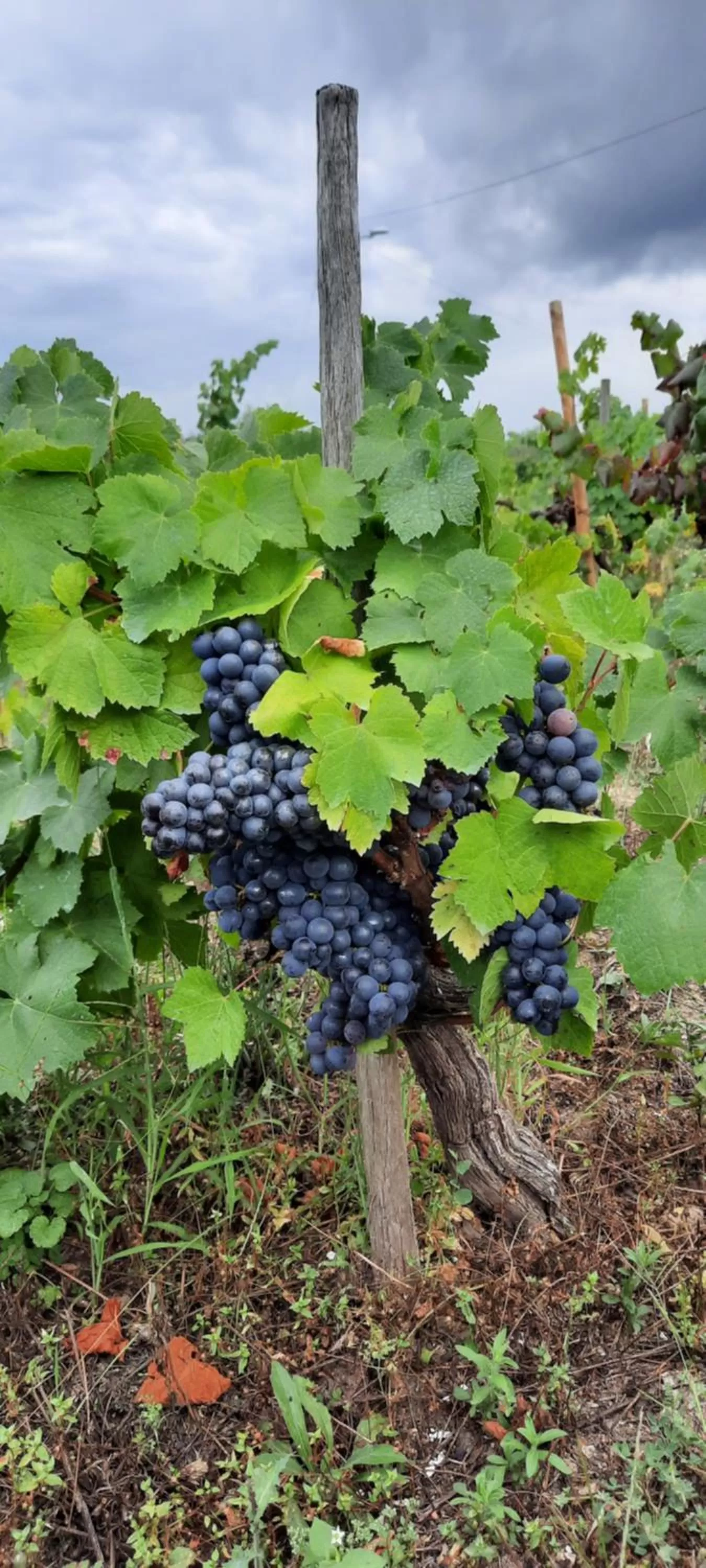 Garden, Other Animals in Rectoral de Anllo
