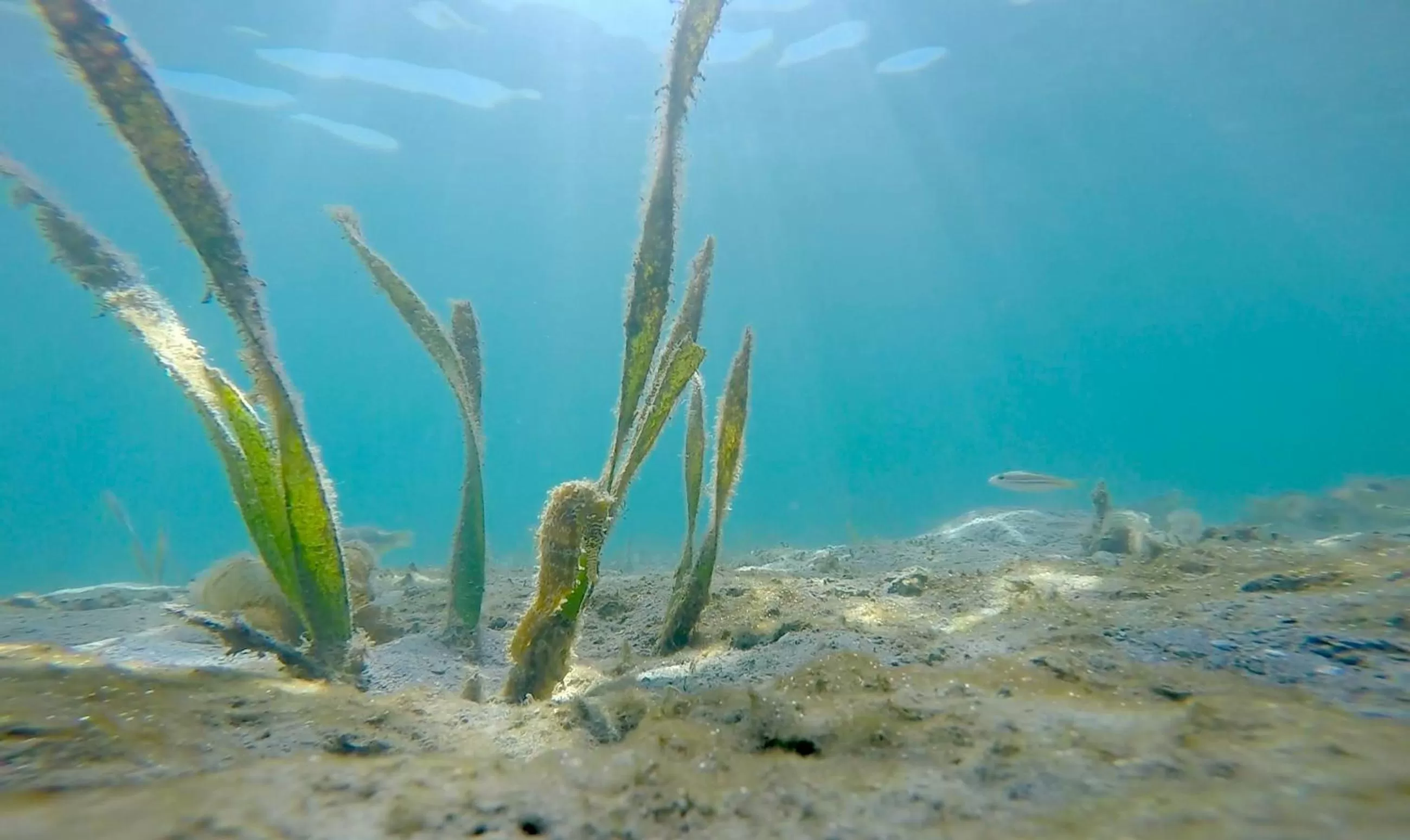 Other in Chindonan Dive and Beach Resort