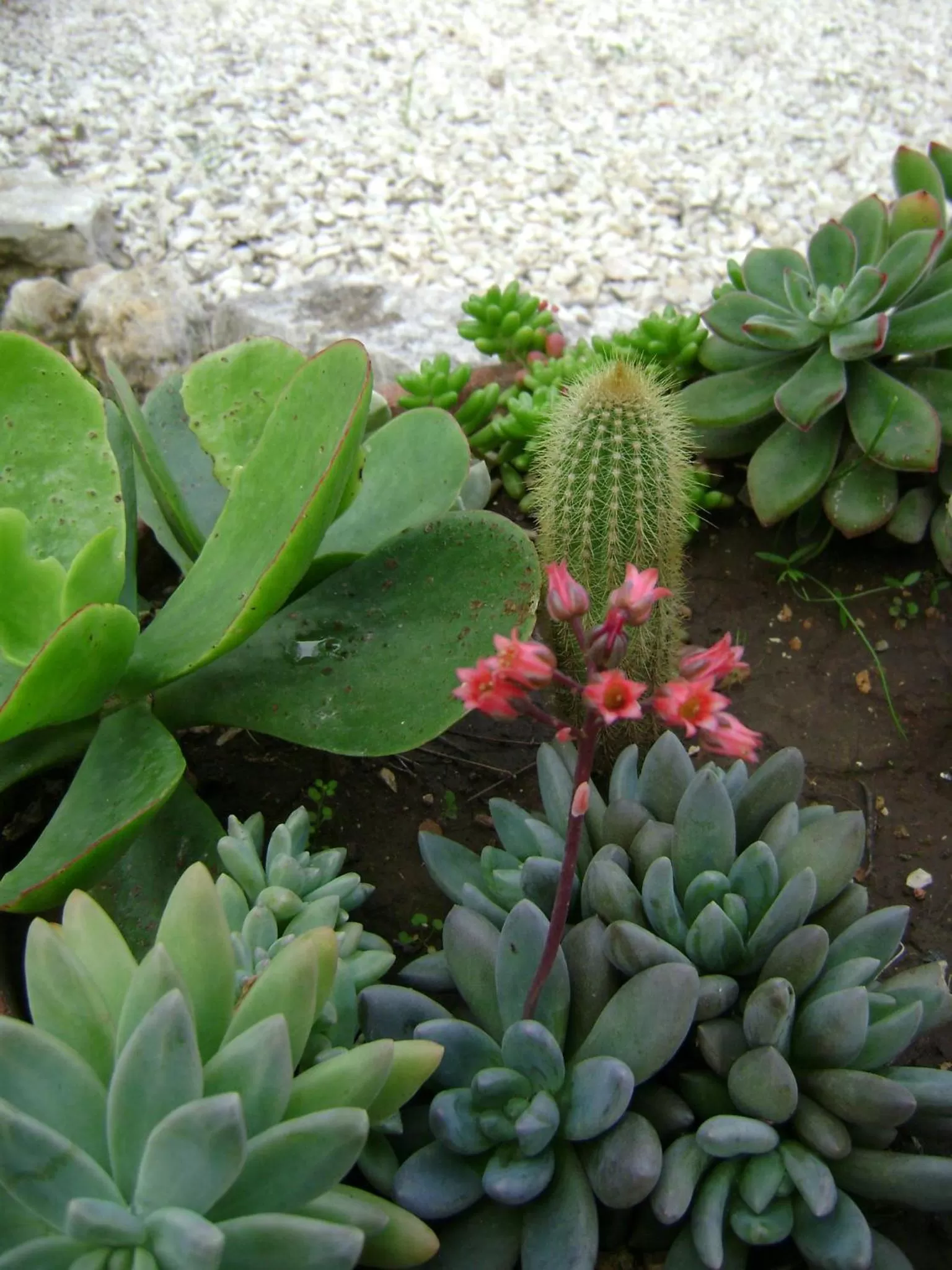 Garden in B&B Villa Mediterranea with private parking