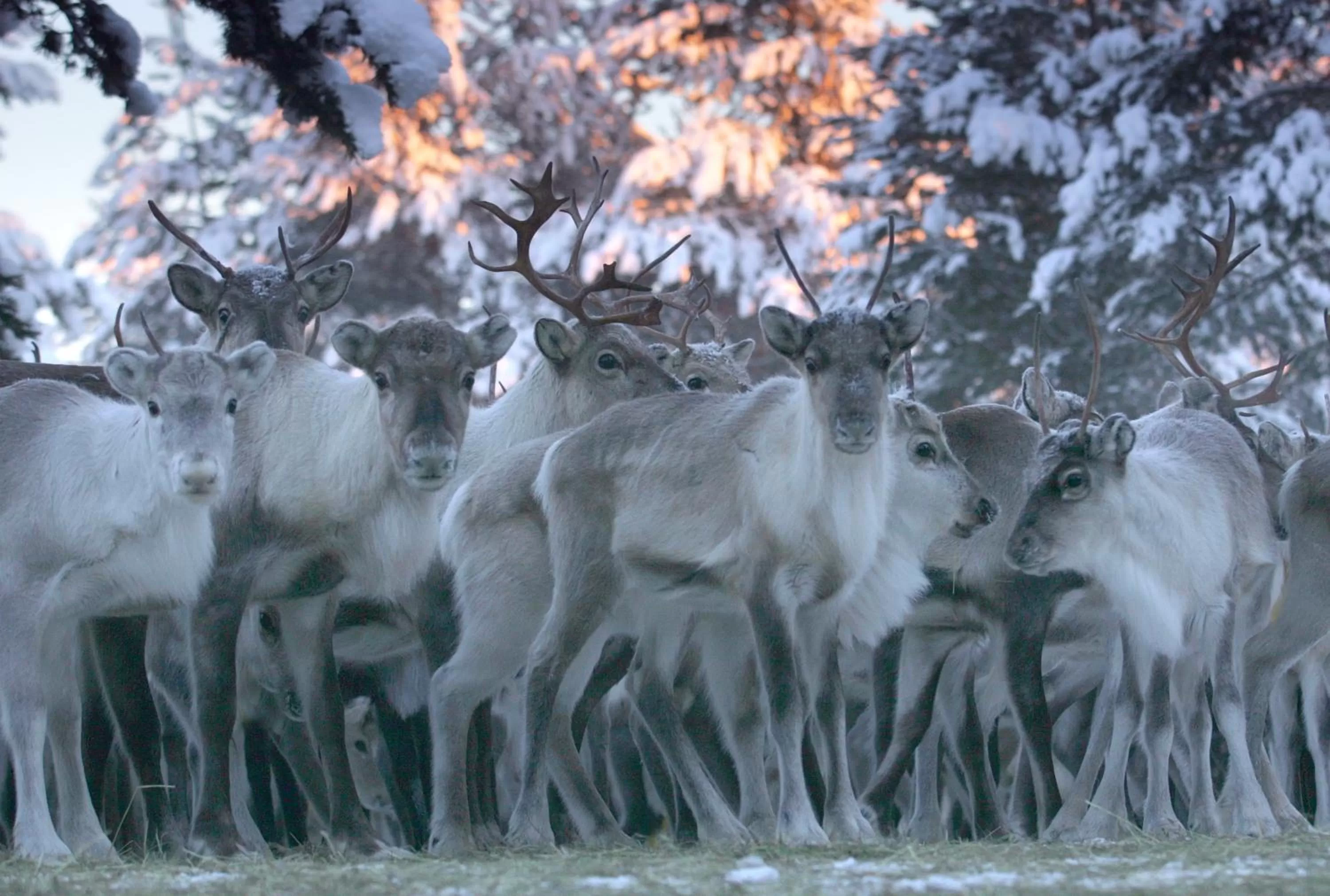 Activities in Lapin Satu