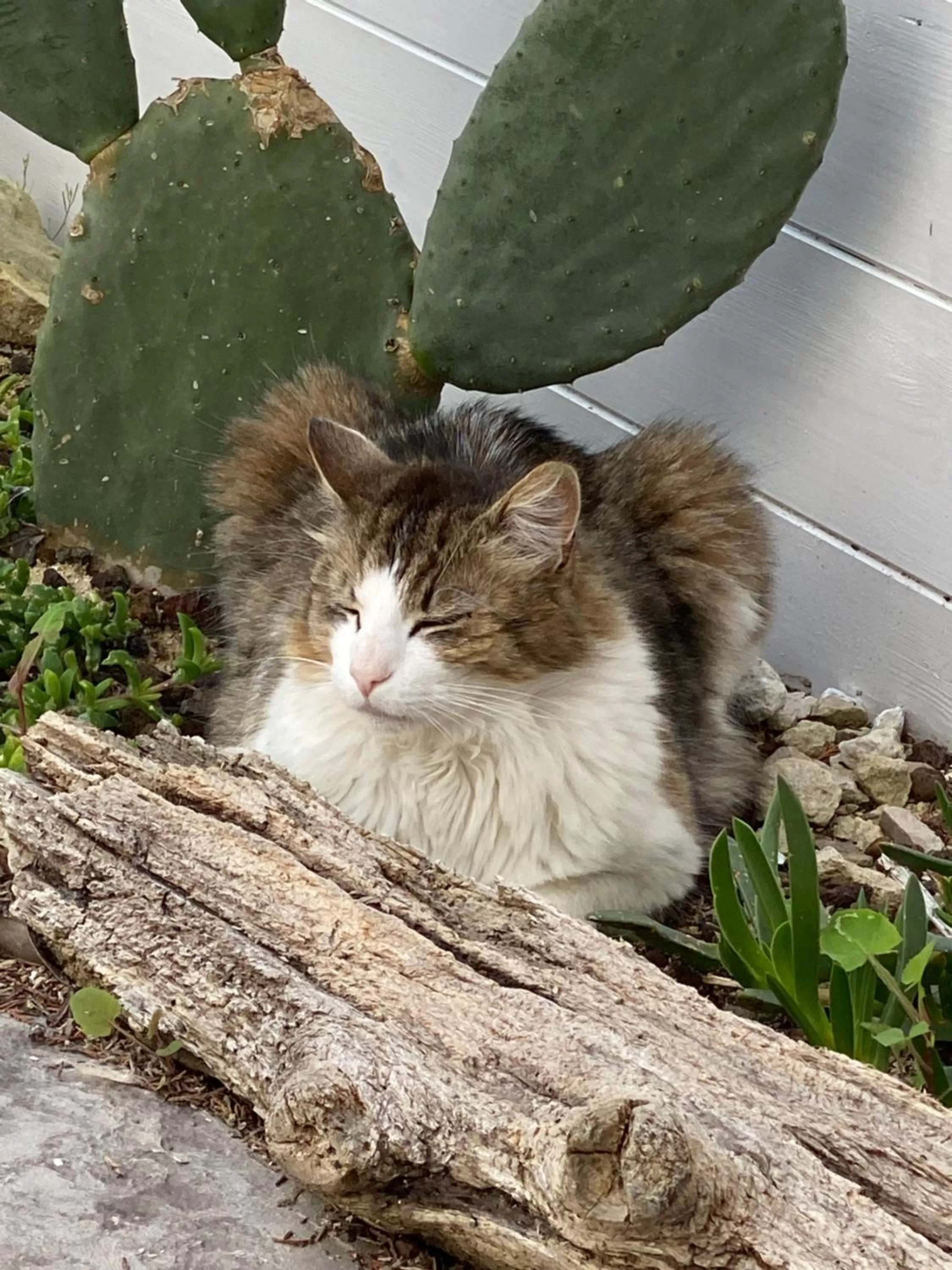 Pets in La casa di Nina