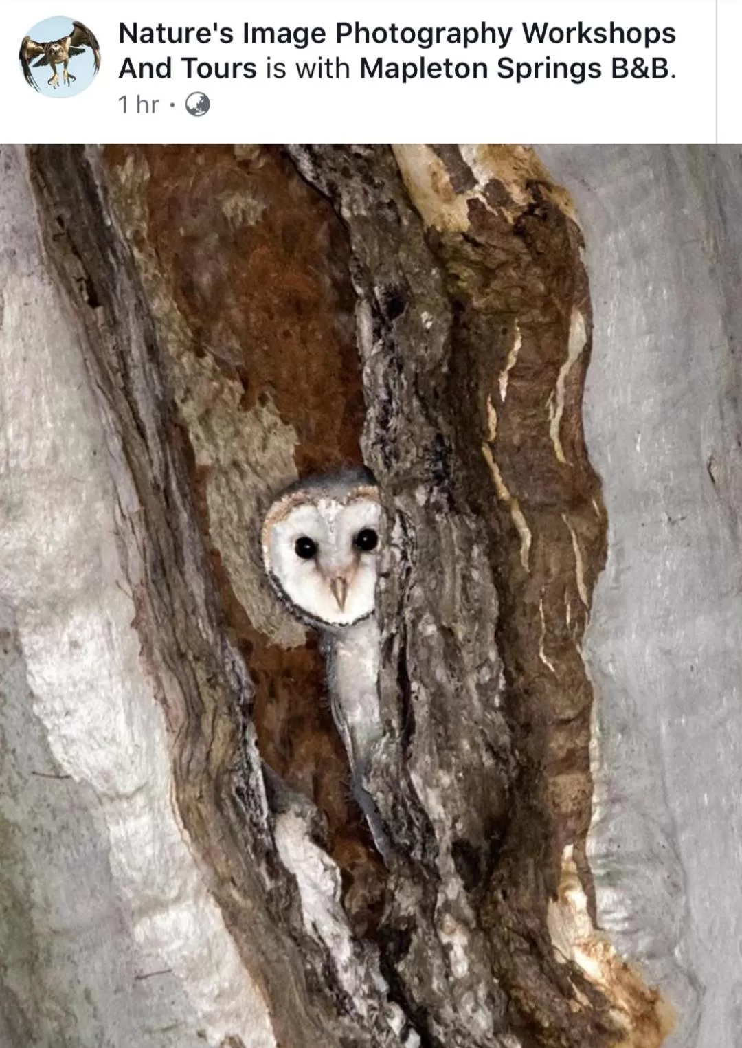 Animals in Mapleton Springs