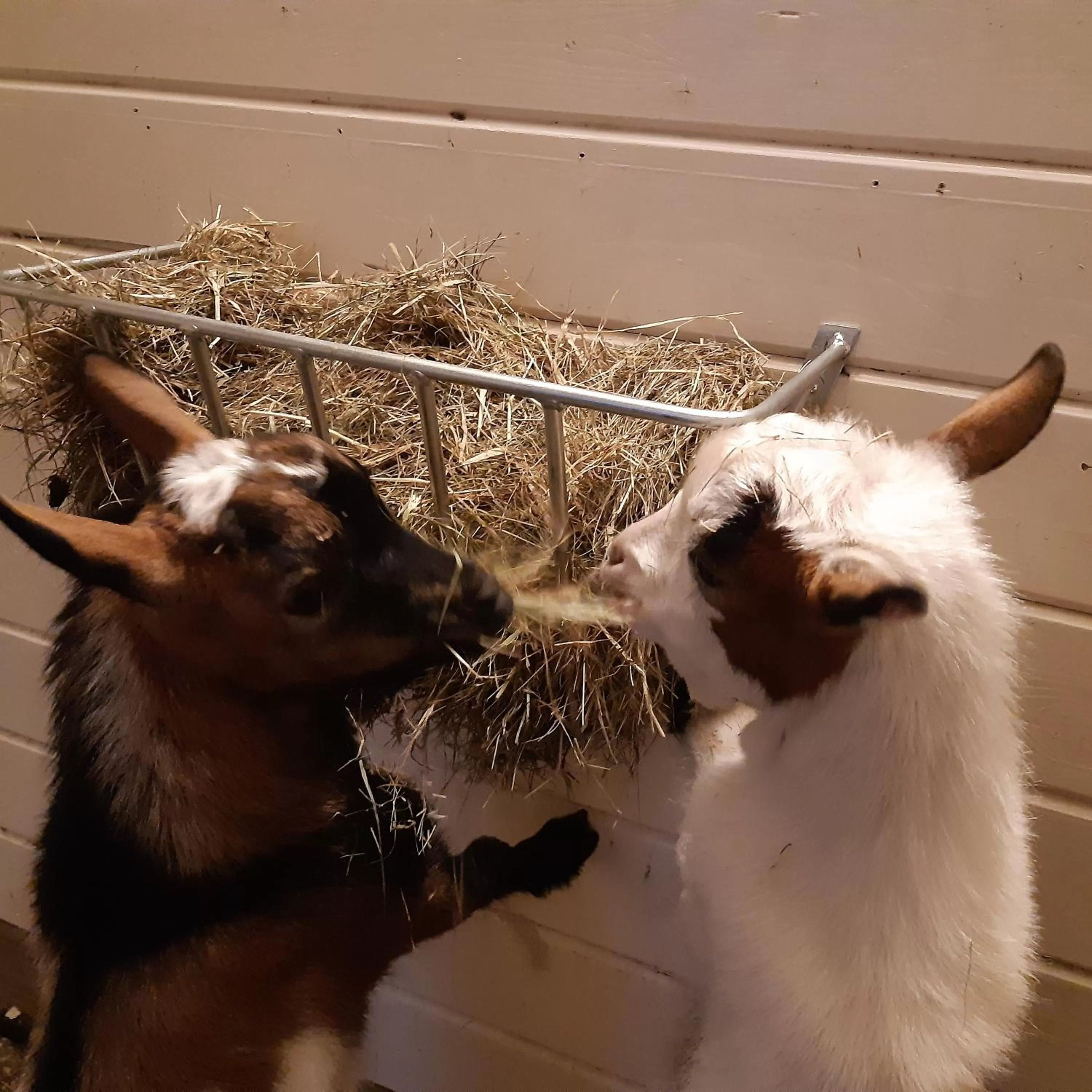 Garden in Bij de Vlaamse Schuur