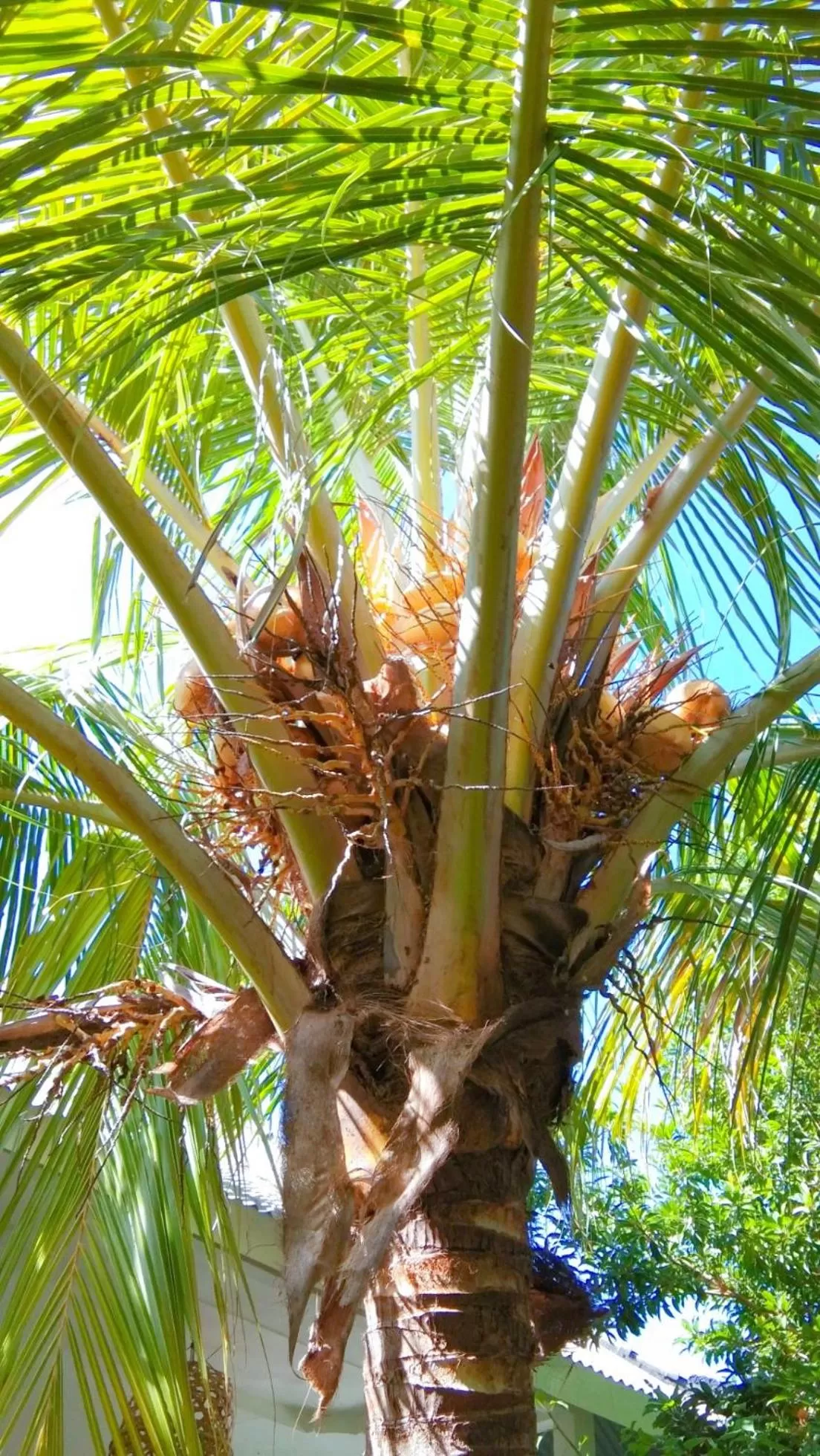 Garden in Café des Arts Gili Air