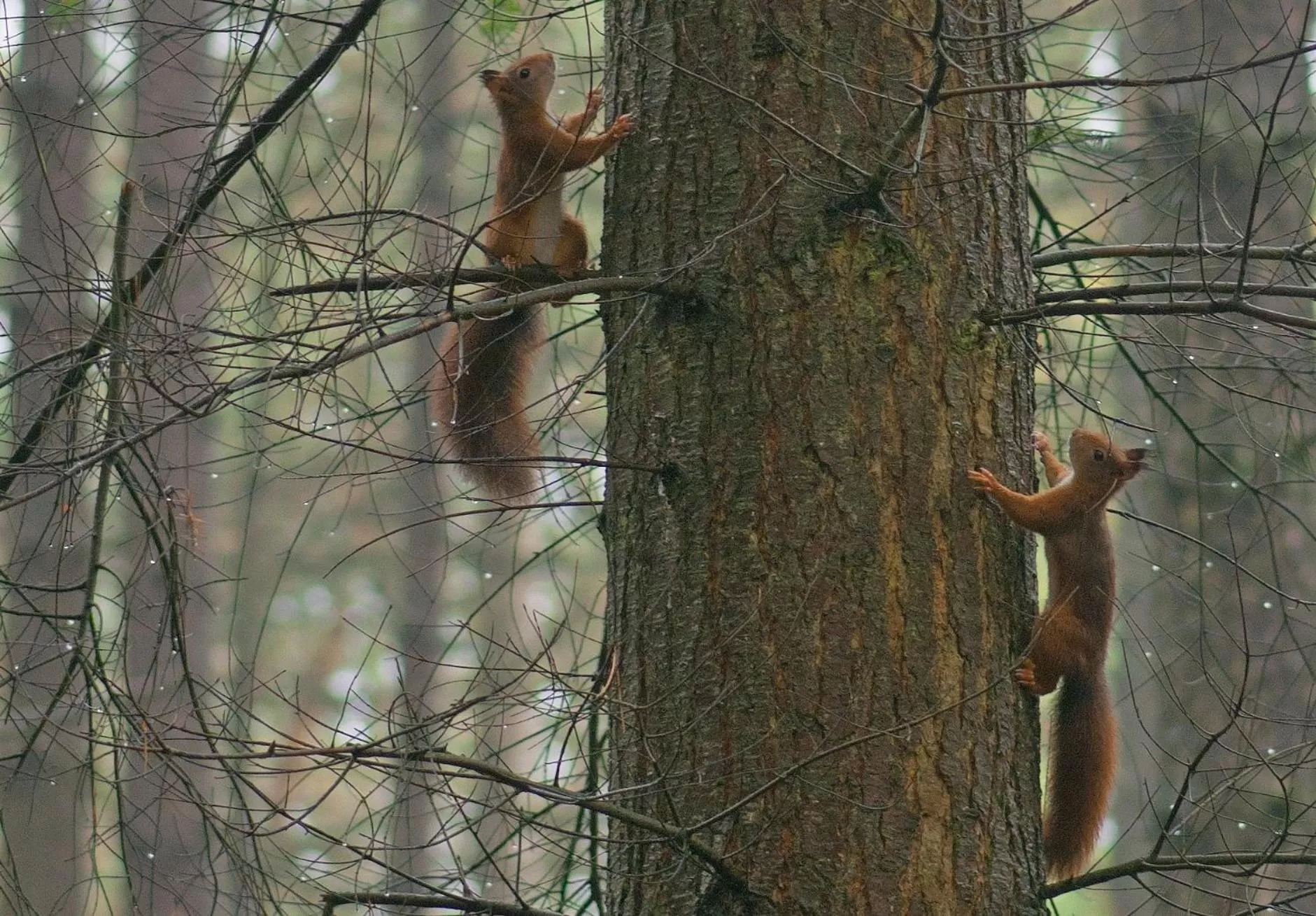 Natural landscape, Other Animals in BenB-Hollandsingel