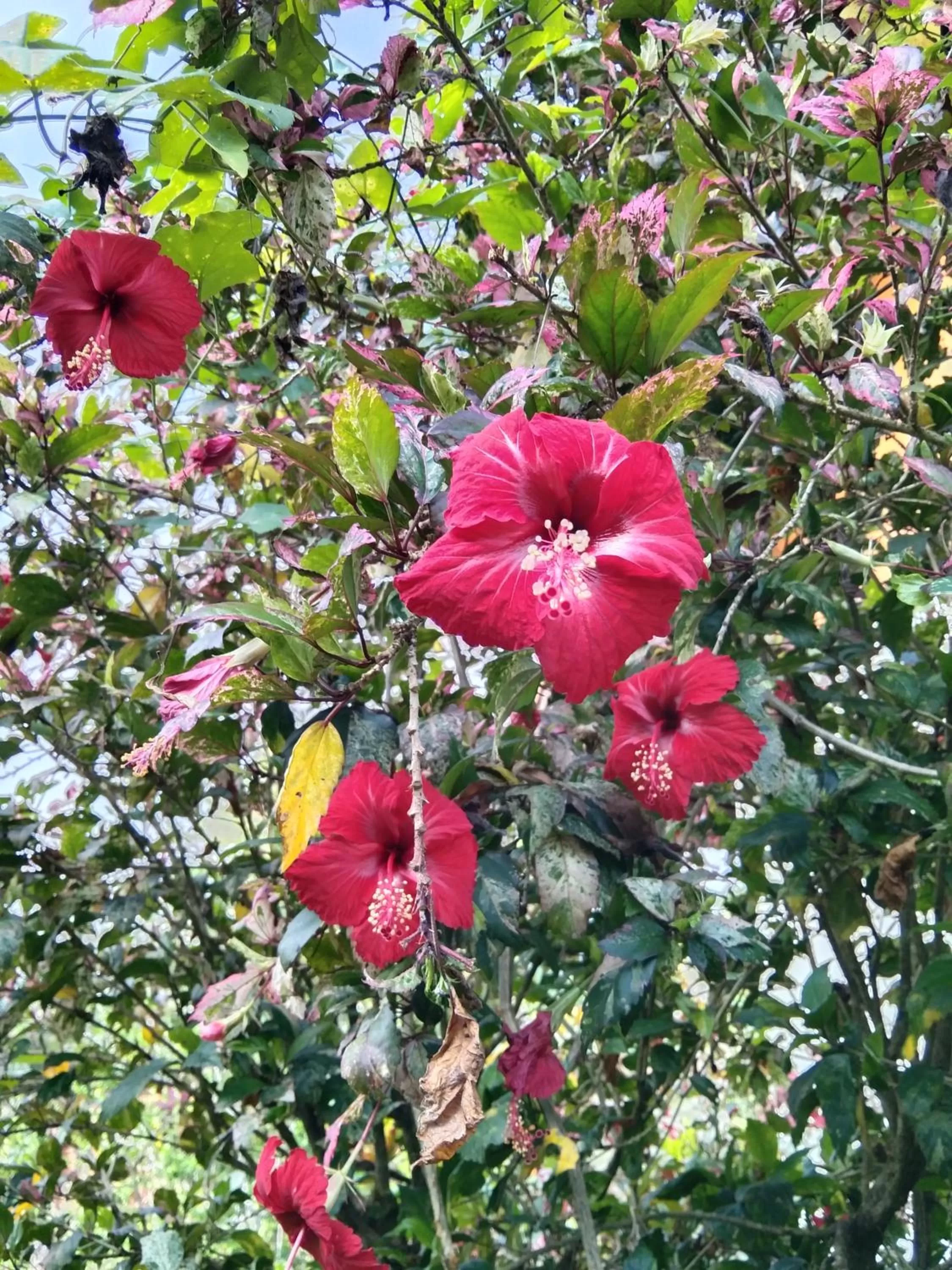 Garden in Khao Sok River & Jungle Resort