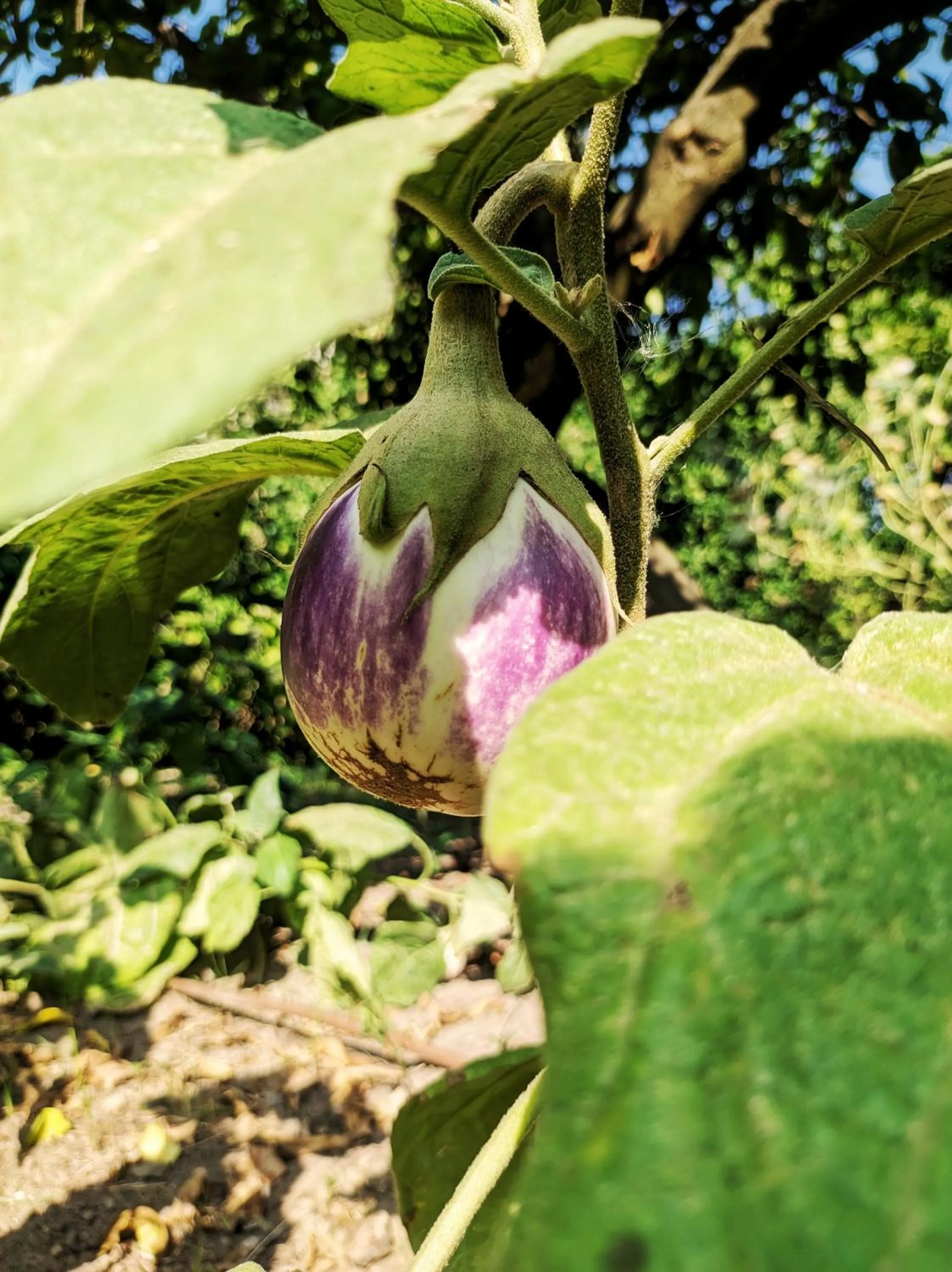 Garden in Grand Hotel Cocumella