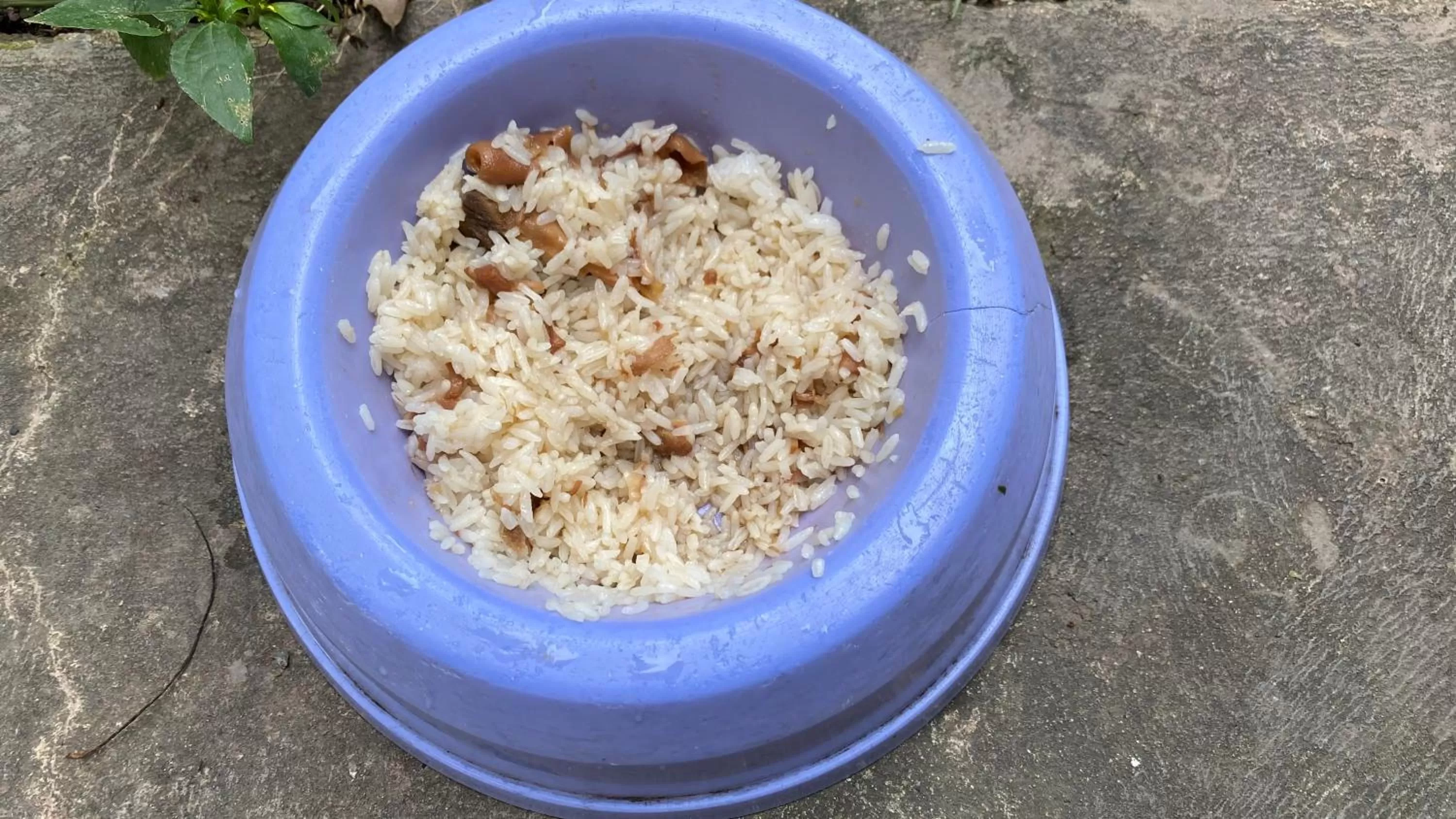 Pets, Food in Kampot Riverfront Boutique