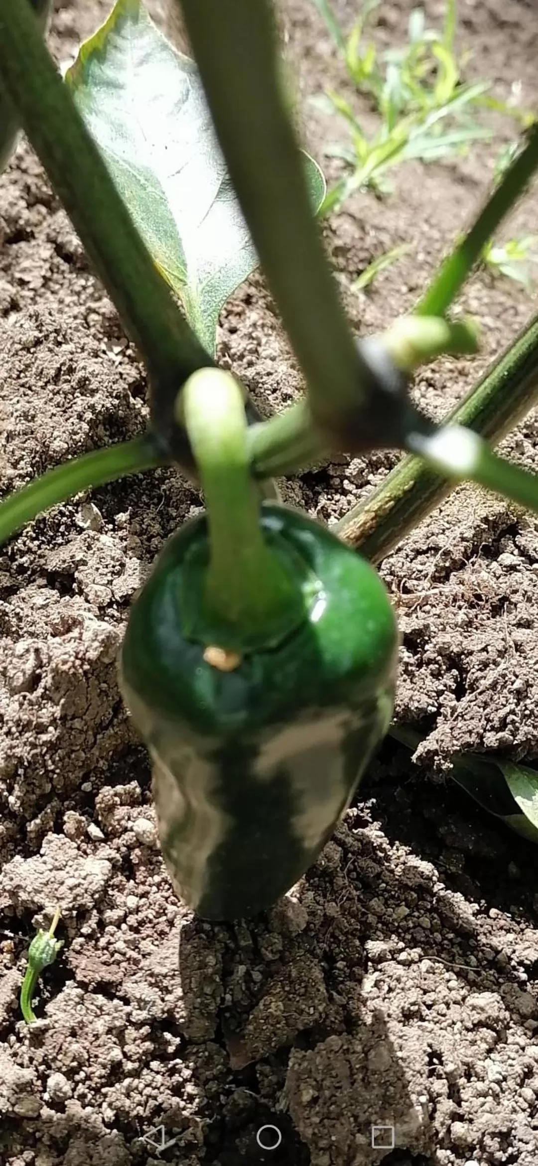 Drinks in La Ceiba Tree Lodge