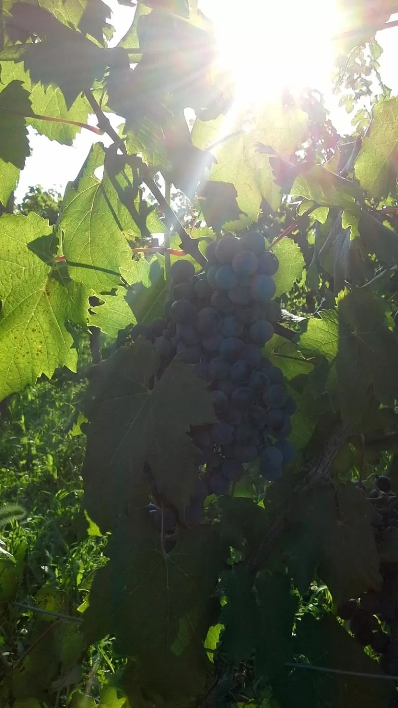 Natural landscape in Agriturismo Le Giarine