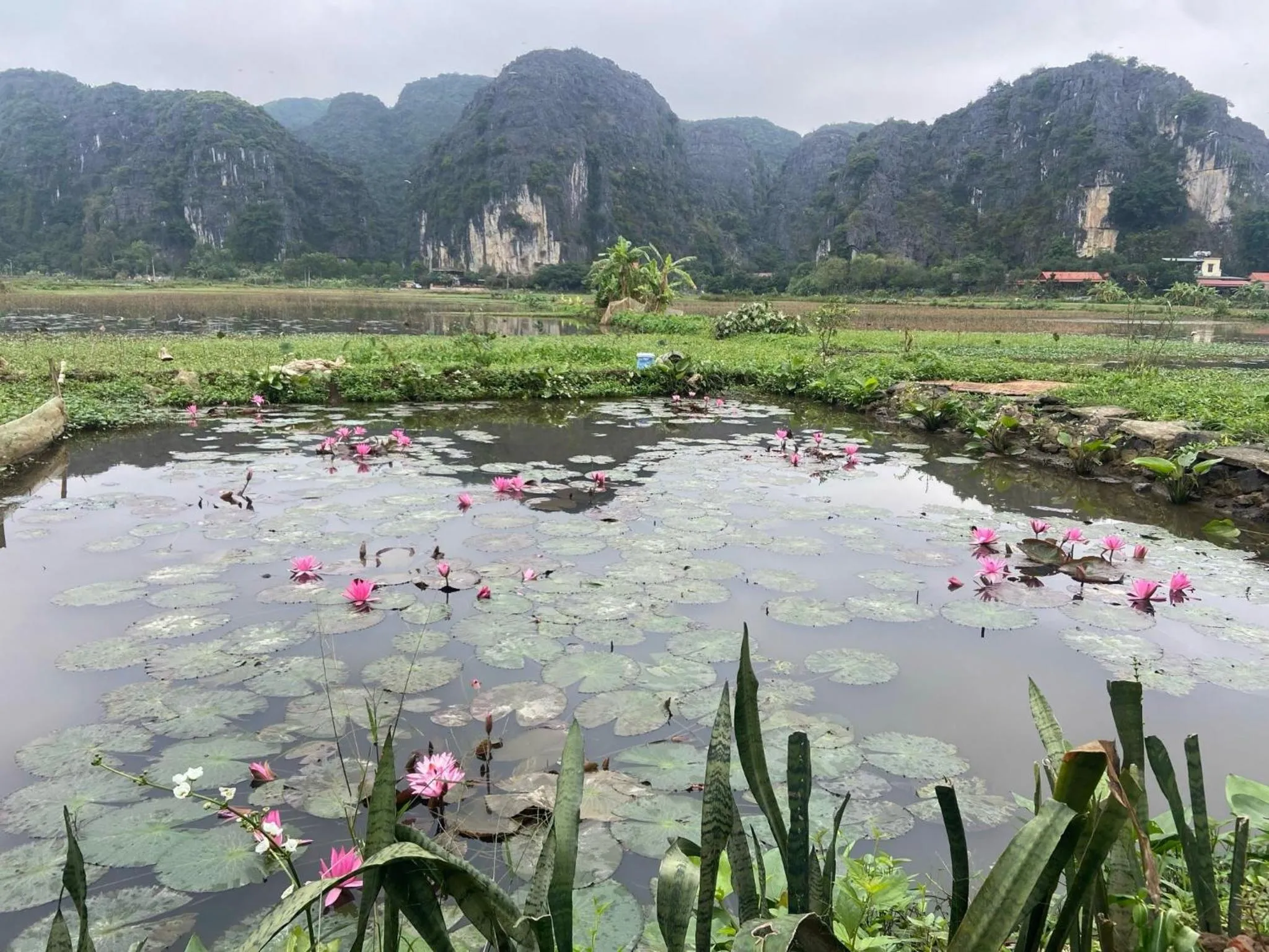 Tam Coc Mountain View Homestay