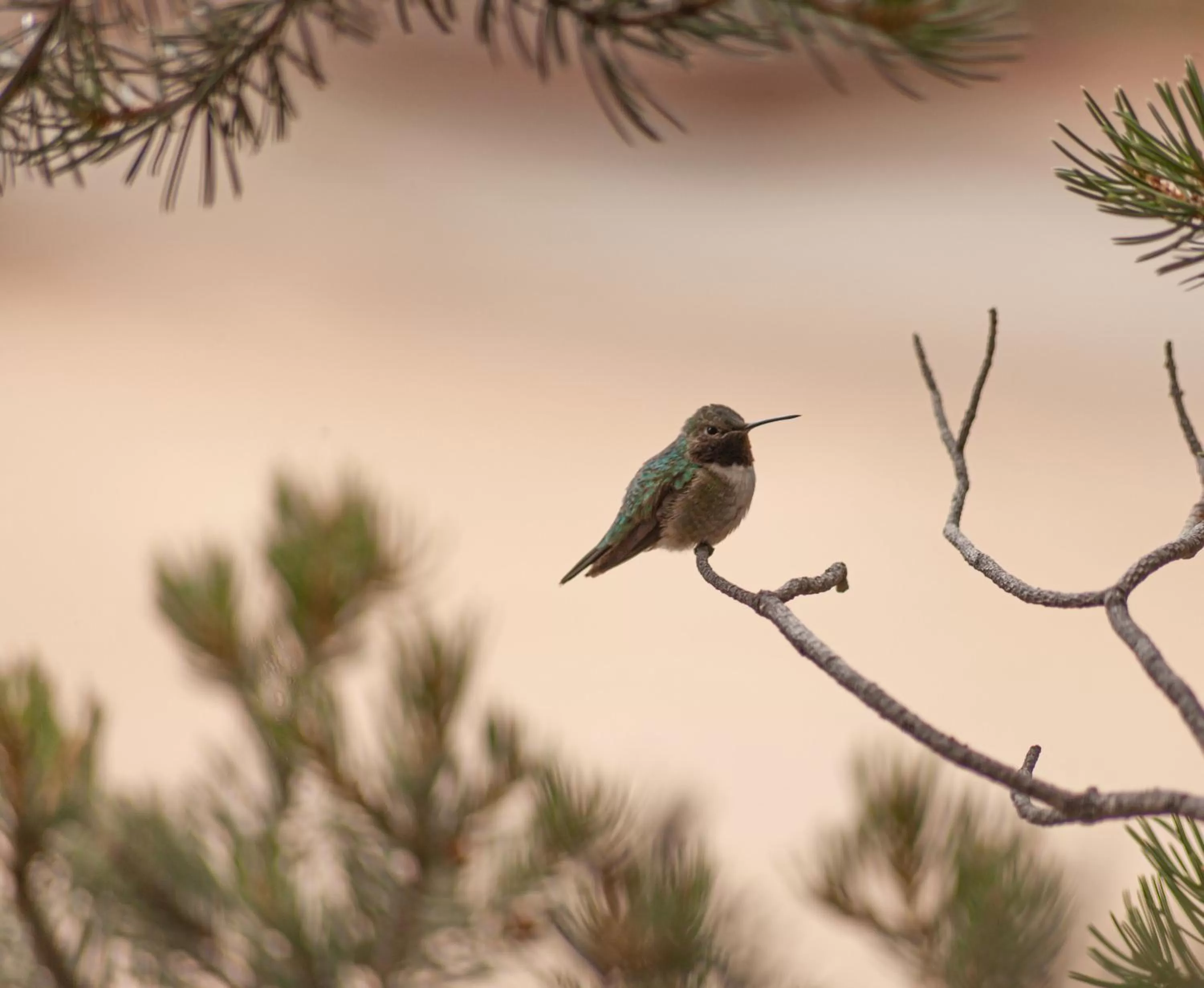 Other Animals in Estes Lake Lodge