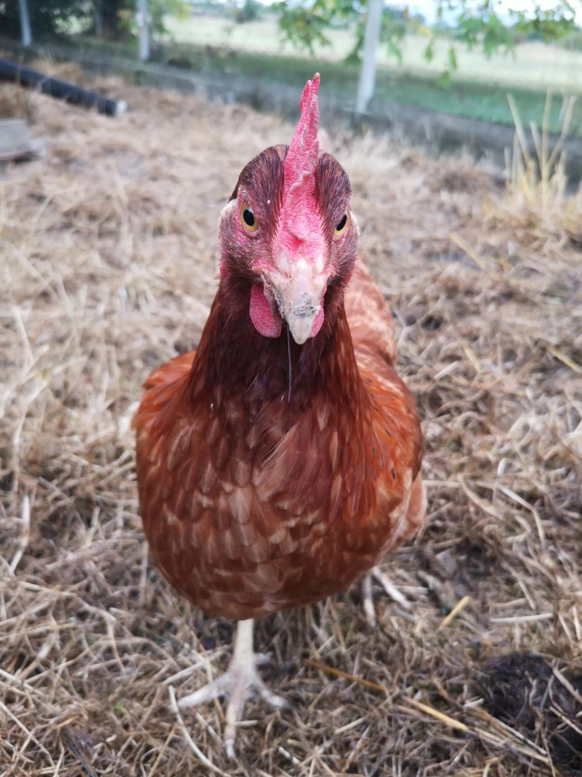 Animals in Domaine de la Borde