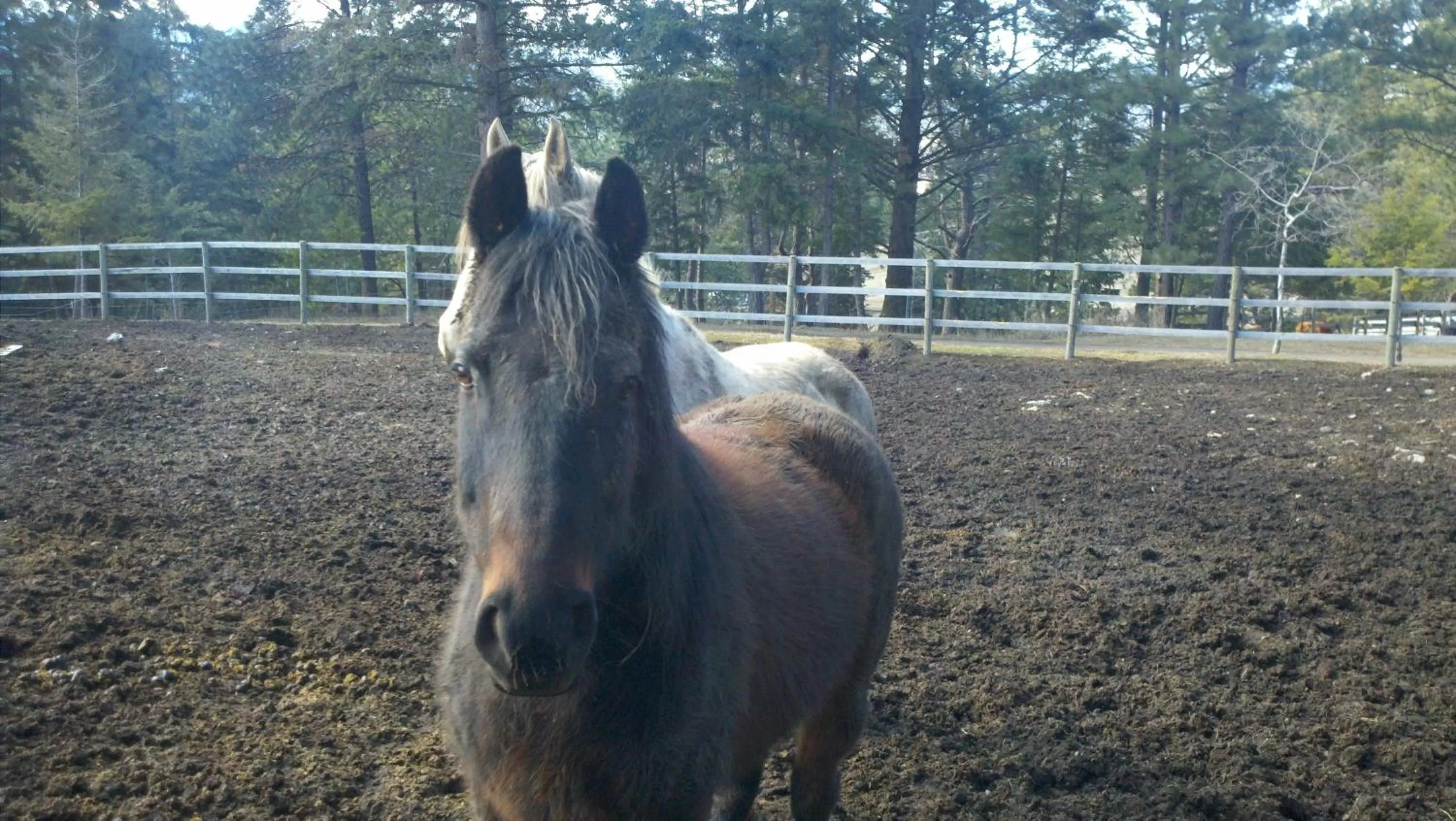 Pets in Lonesome Dove Ranch