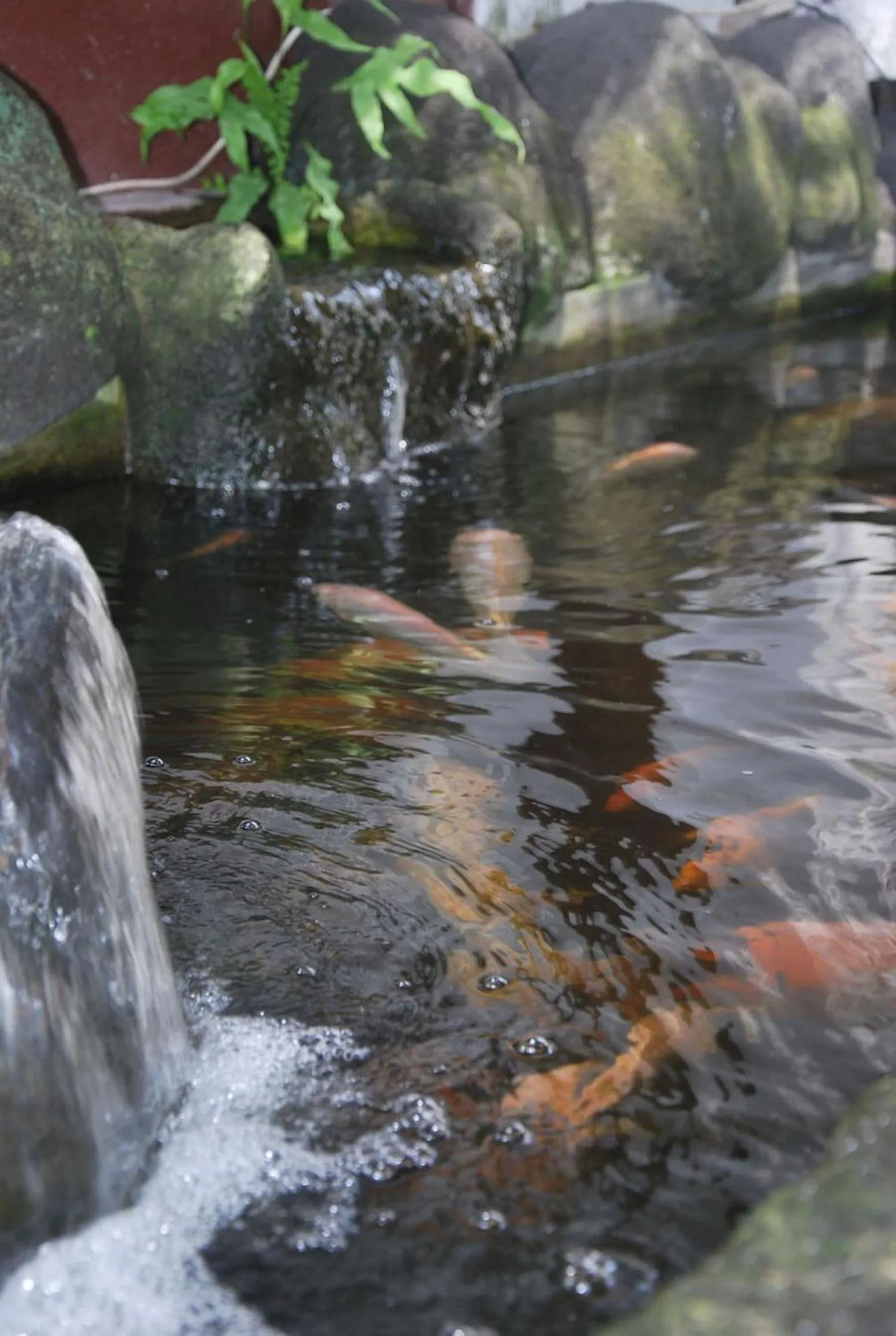 Garden view in Bulan Bali Homestay