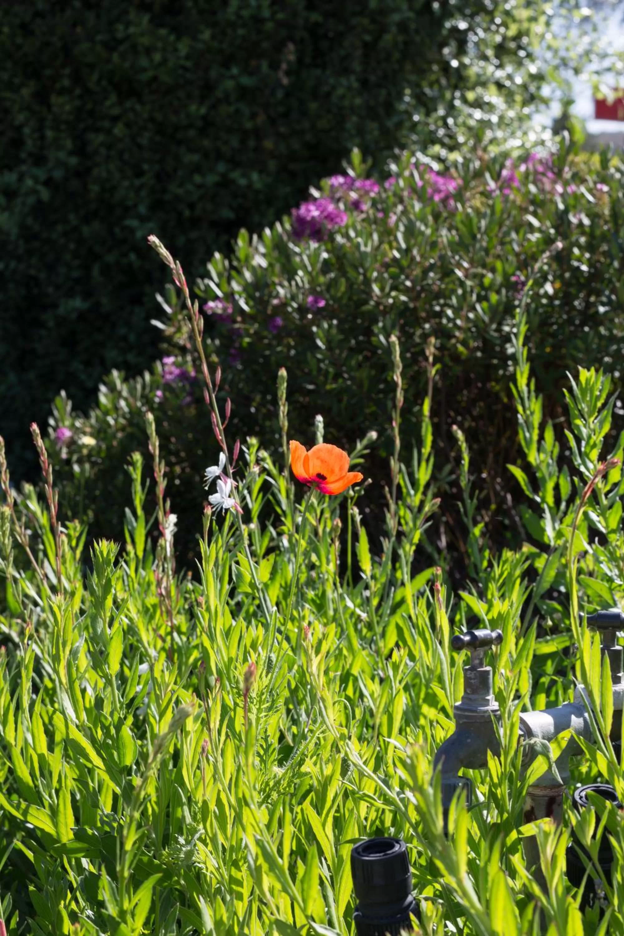 Garden in Willows Motel