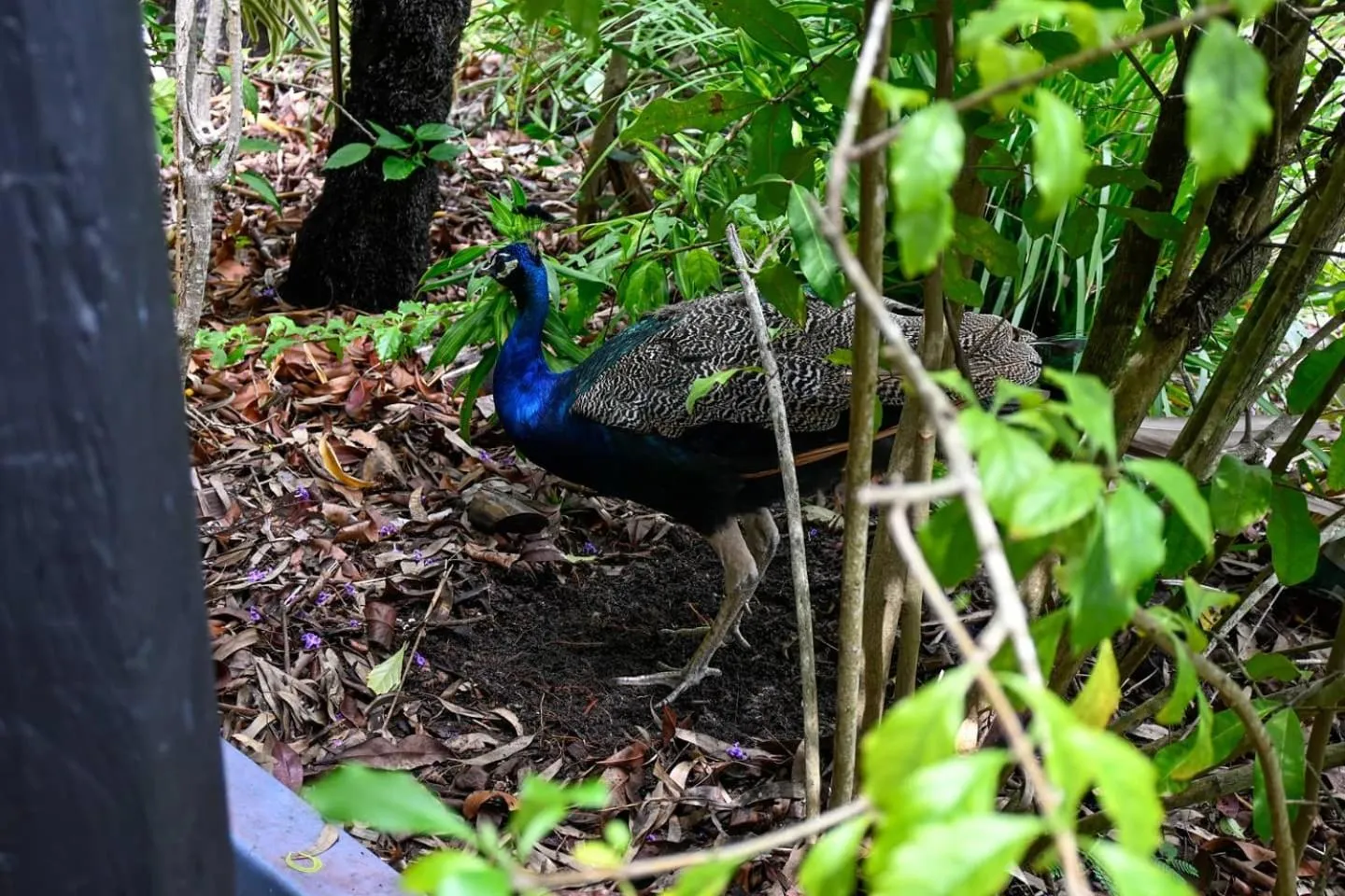 Animals in Colonial Village Resort