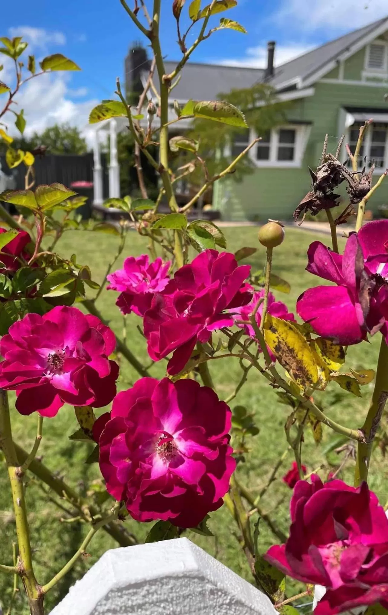 Clover Cottage Uralla