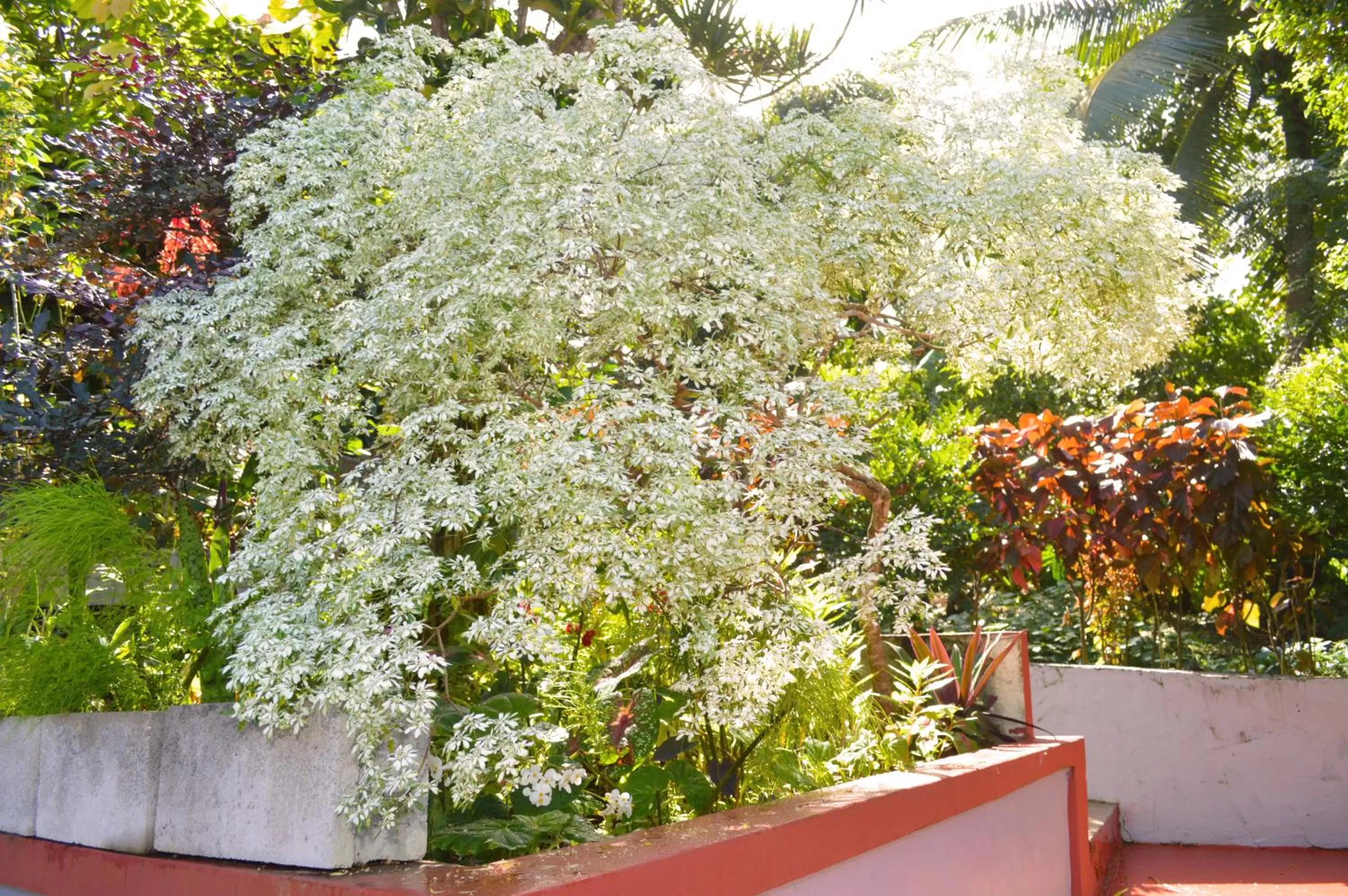 Garden in Classique International in Dominica