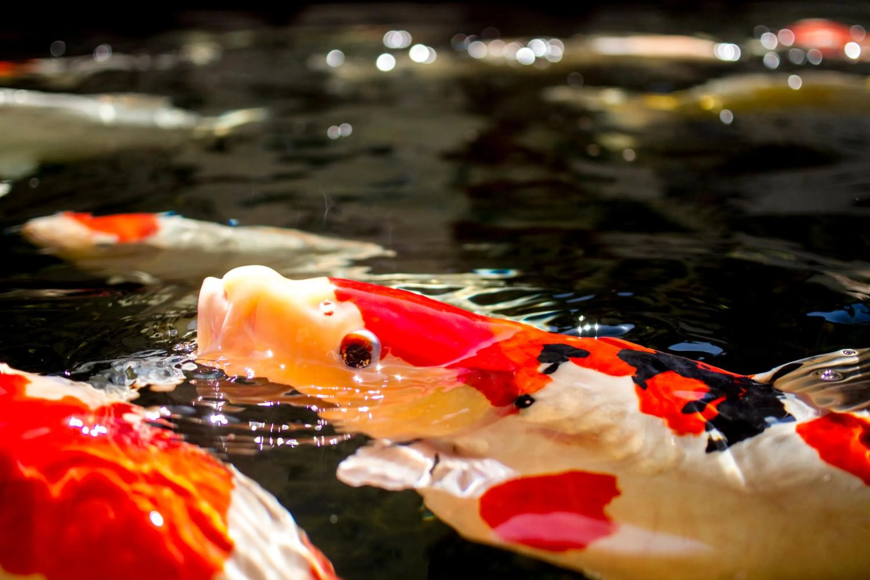 Animals in Zur Weinsteige