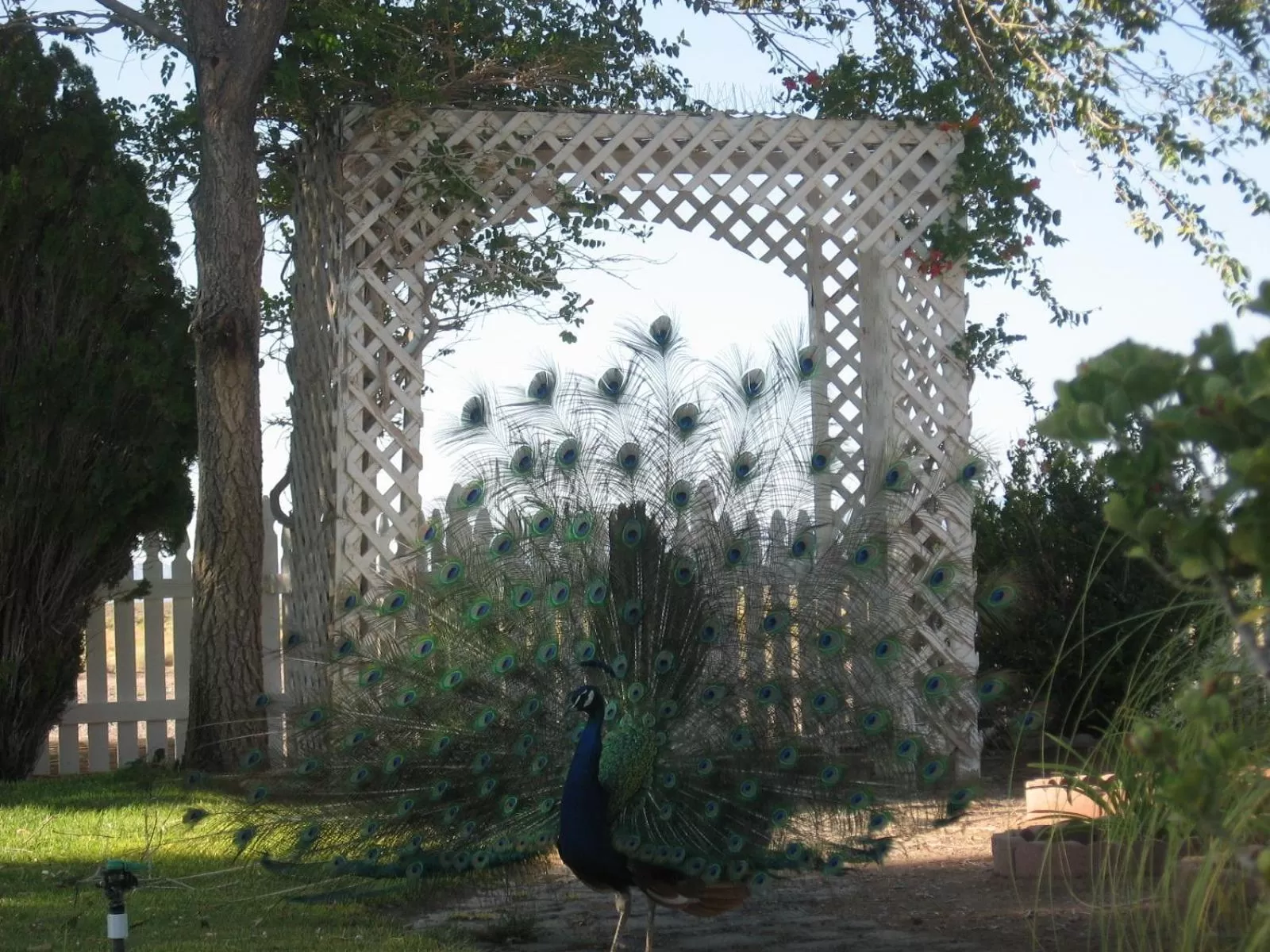 Animals in Shady Lady Bed and Breakfast