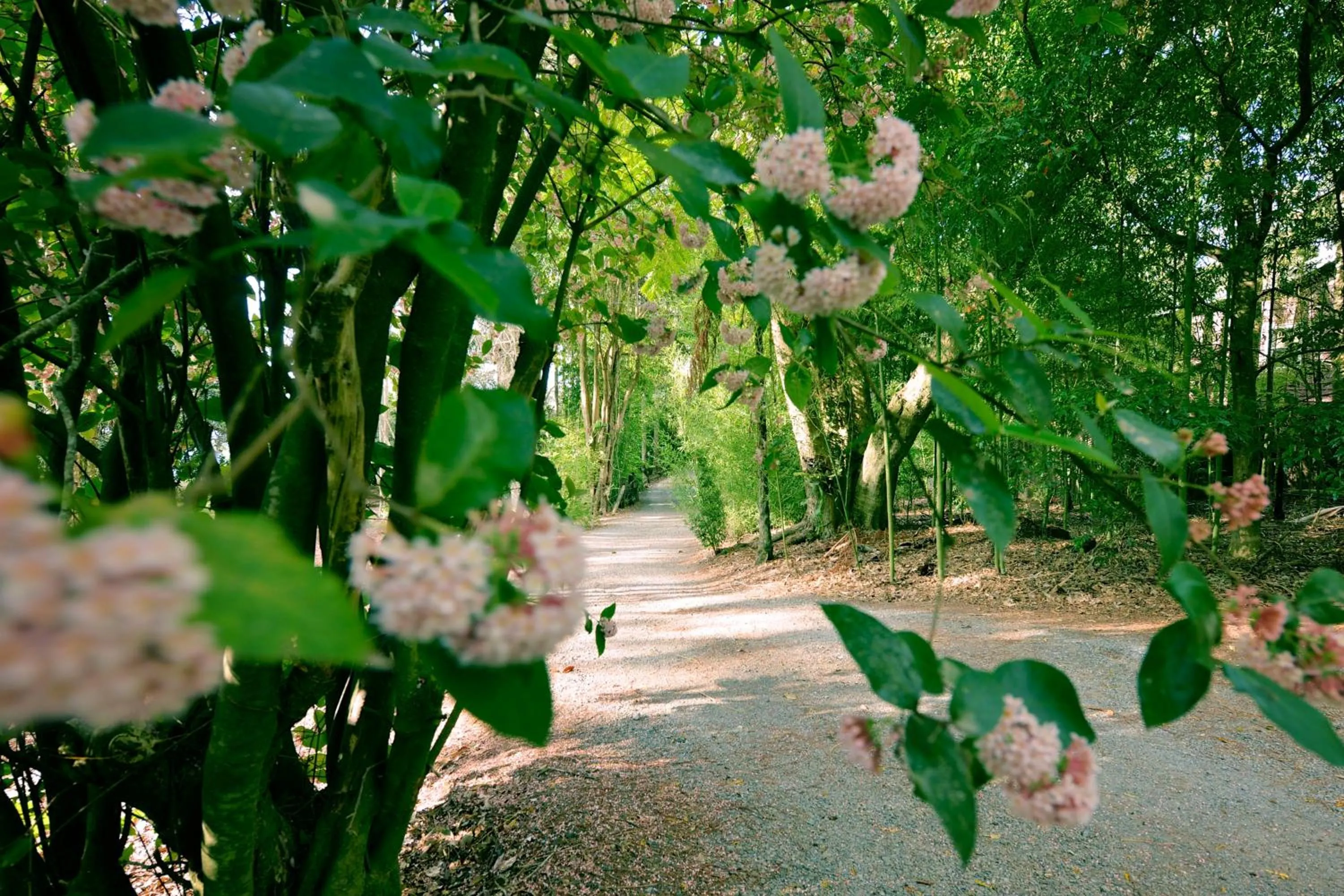 Garden in Escarpment Retreat & Day Spa for Couples