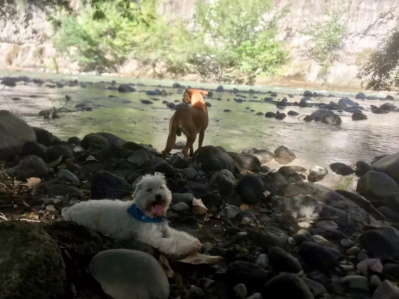 Pets in Waka Hotel Rural